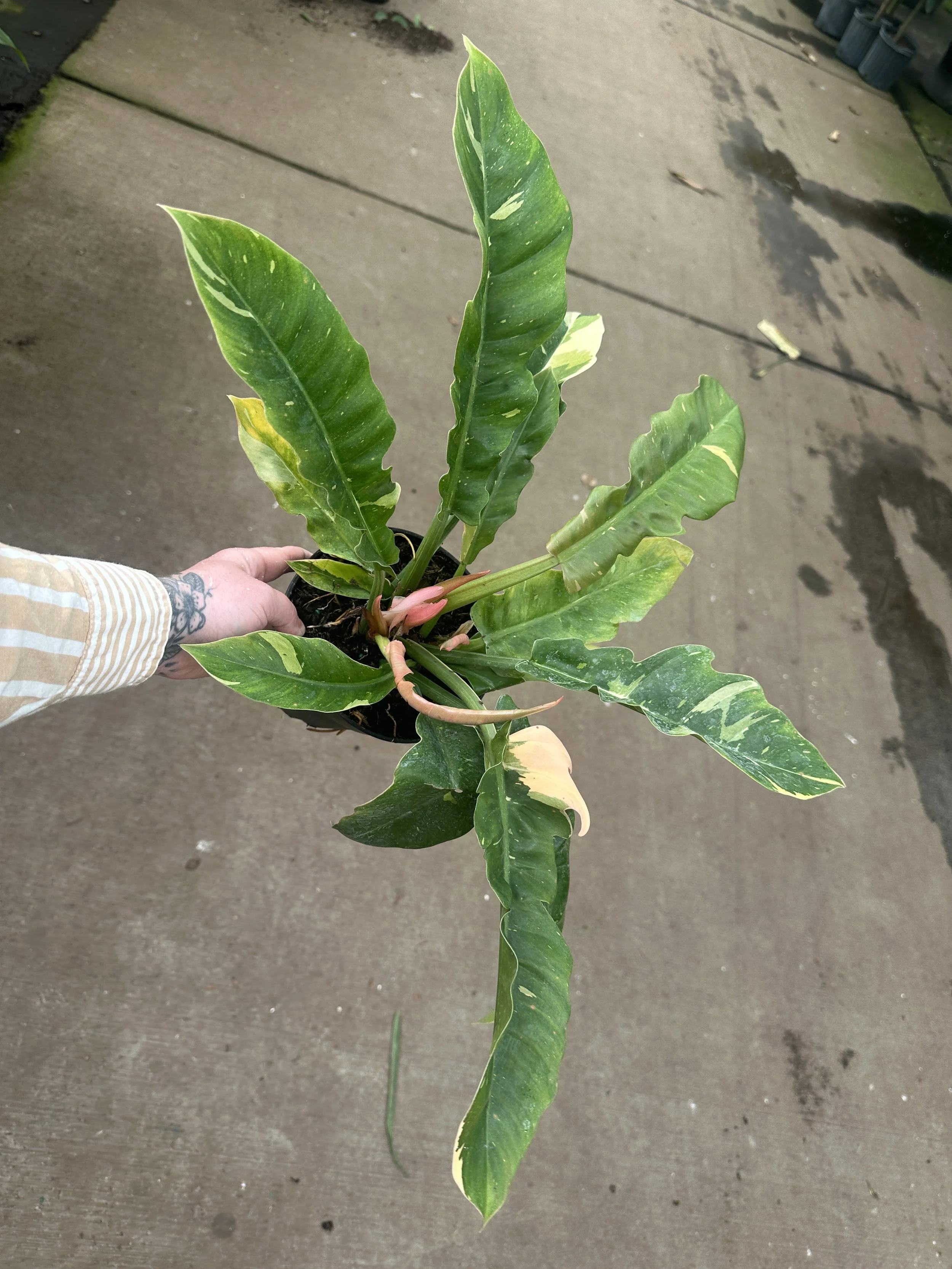 6" philodendron ring of fire variegated - $12.50