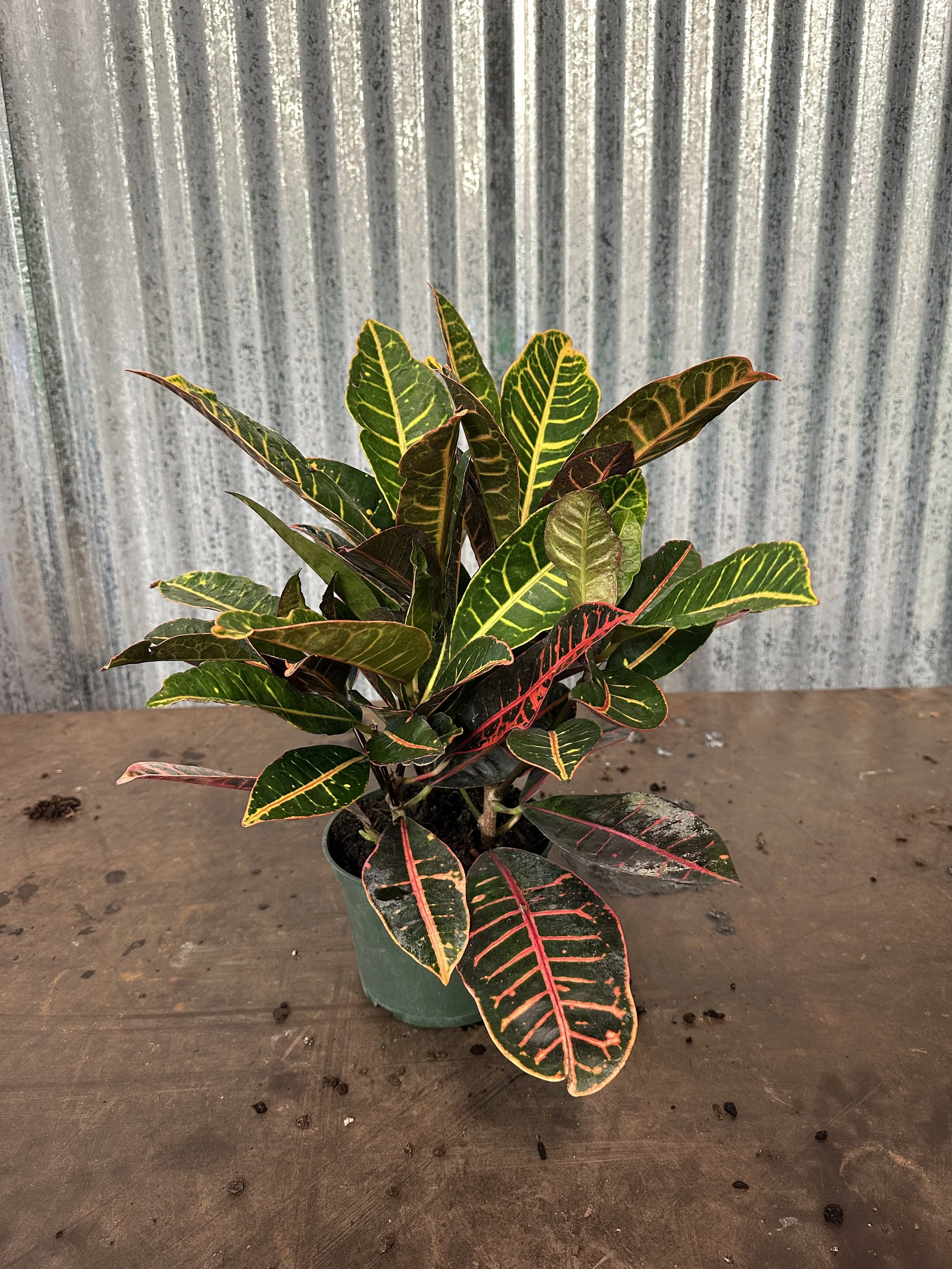6" croton petra - $12.89