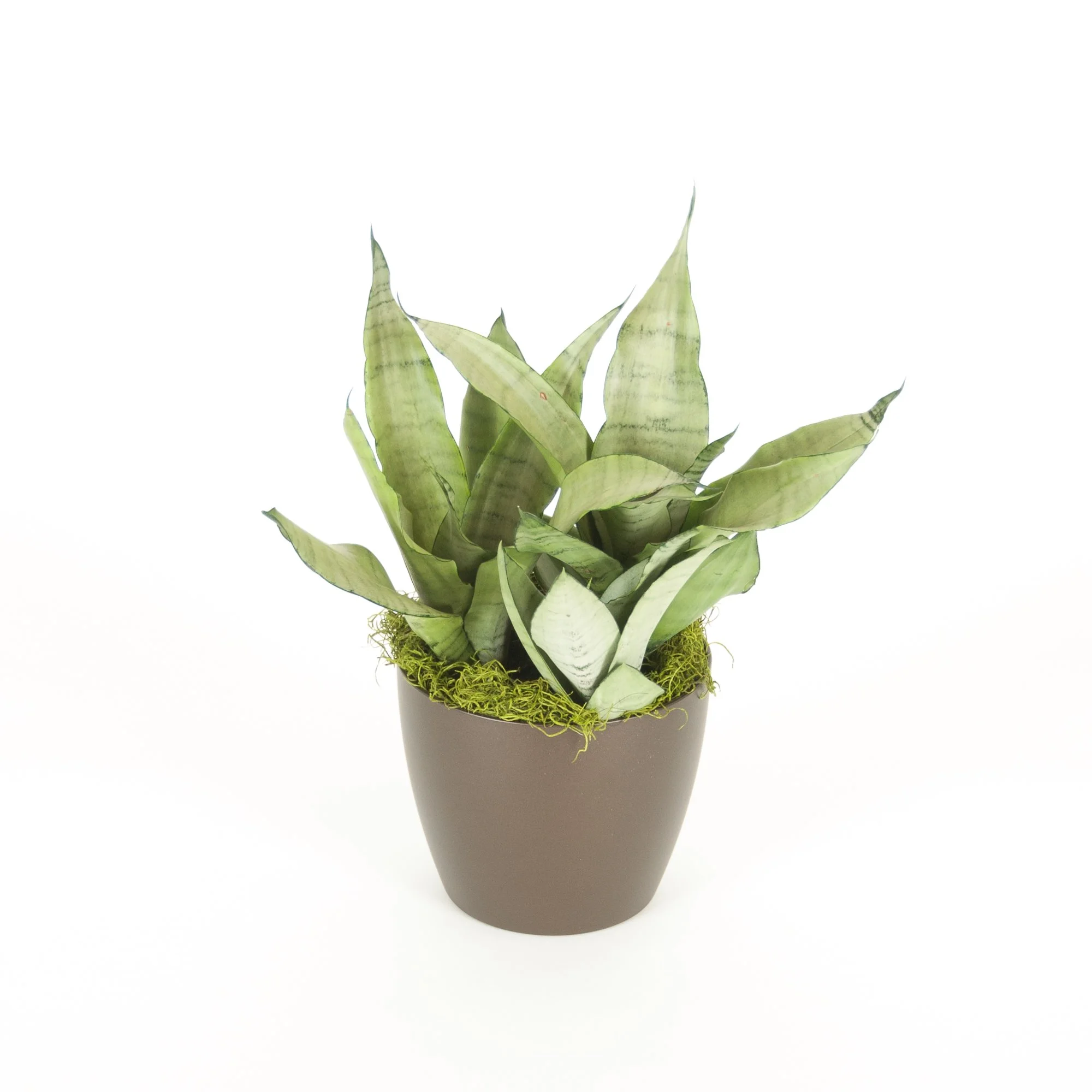 A potted snake plant with long, green, variegated leaves.
