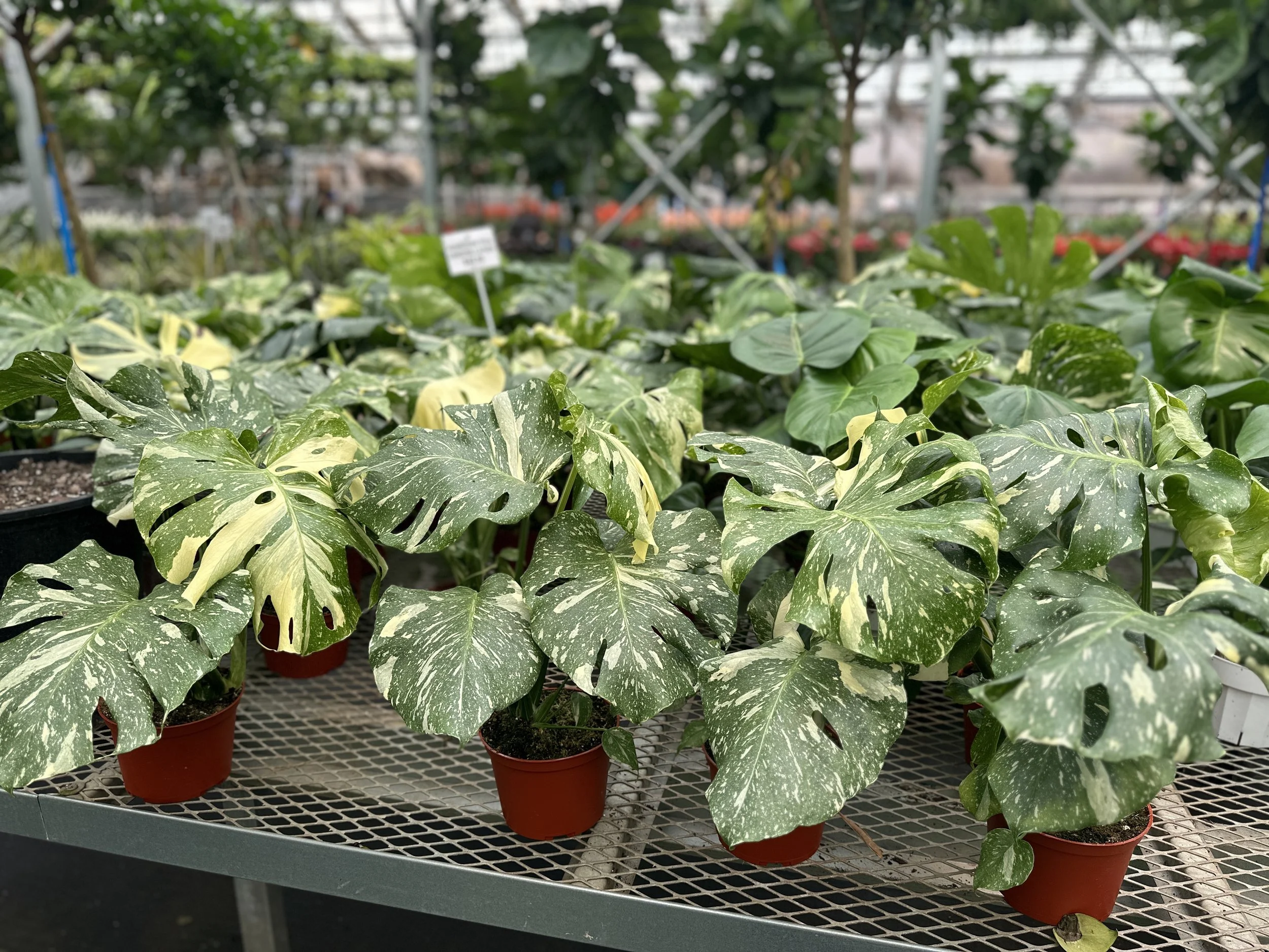 6" monstera thai constellation - $30