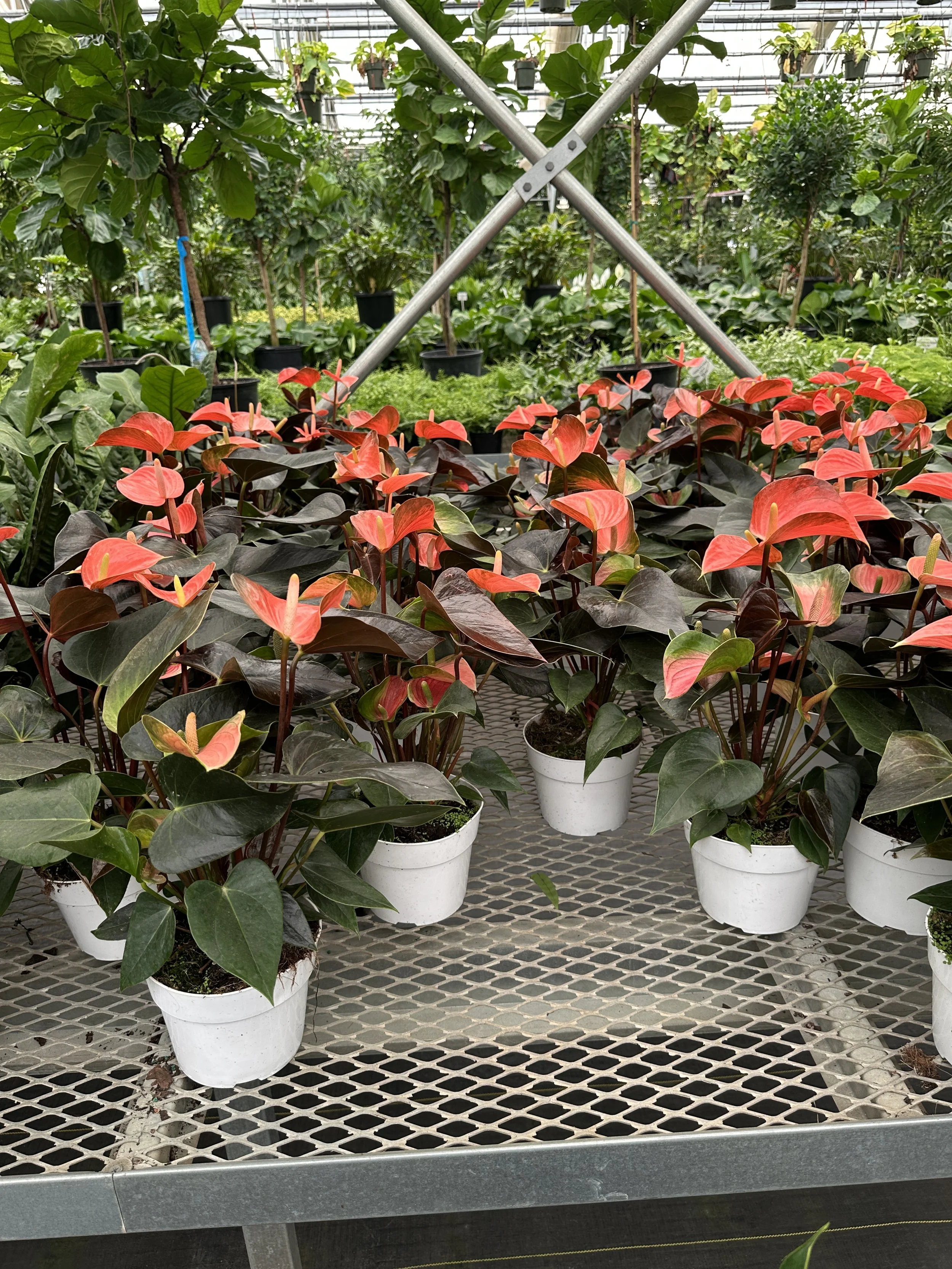 6" anthurium coral champion - $17.49
