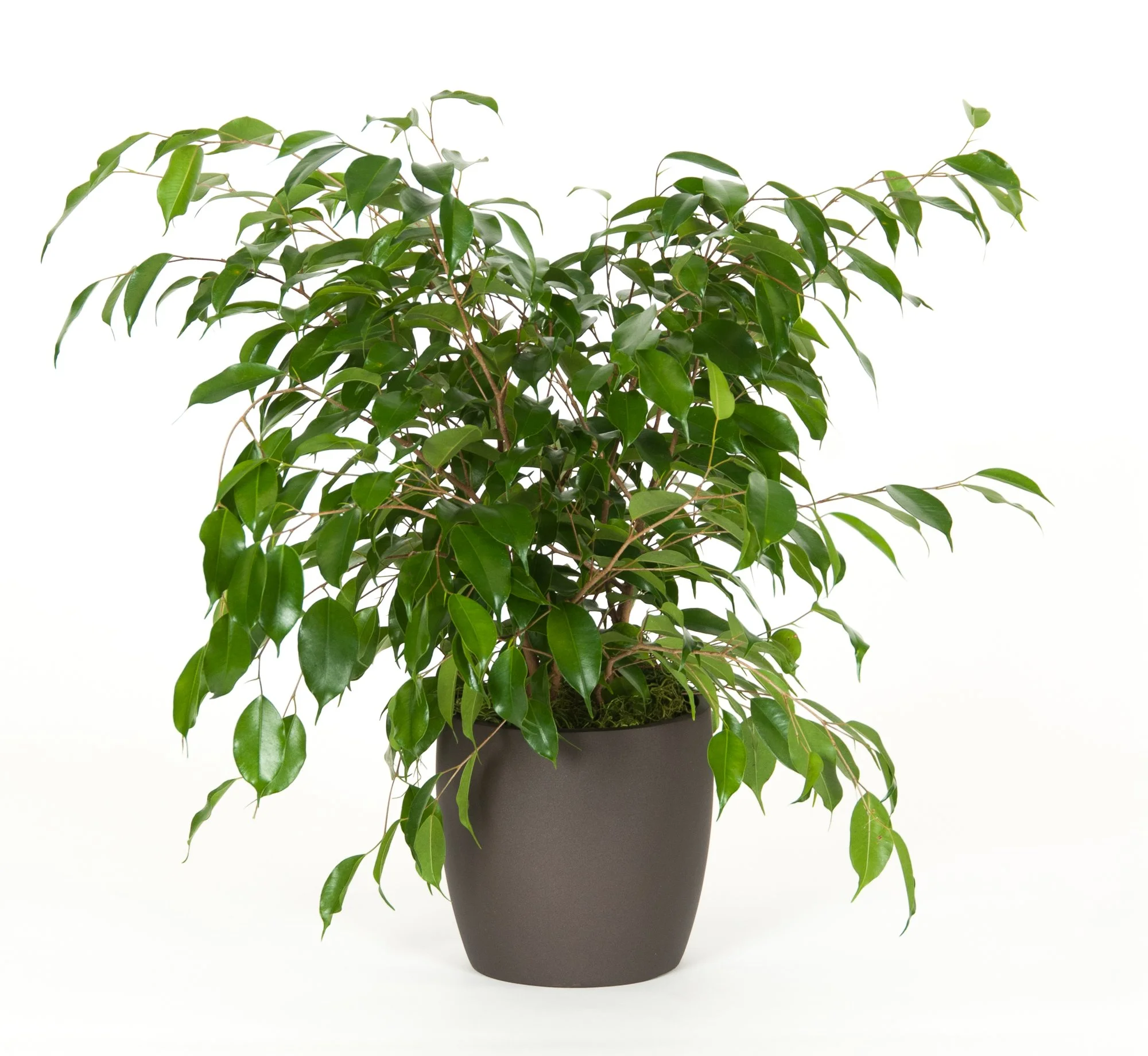 A houseplant with glossy green leaves in a black pot.