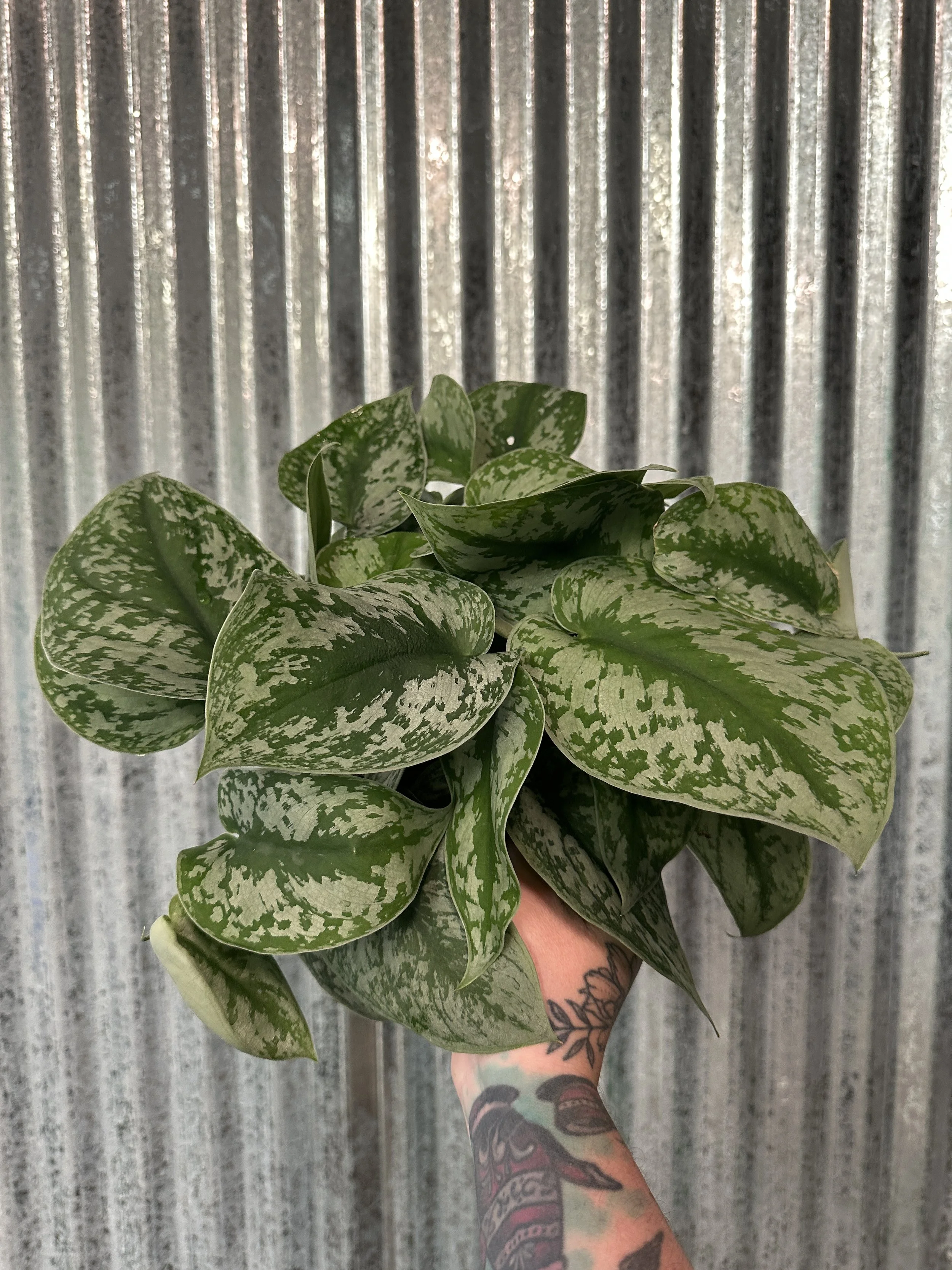 6" Pothos silver splash - $14.86