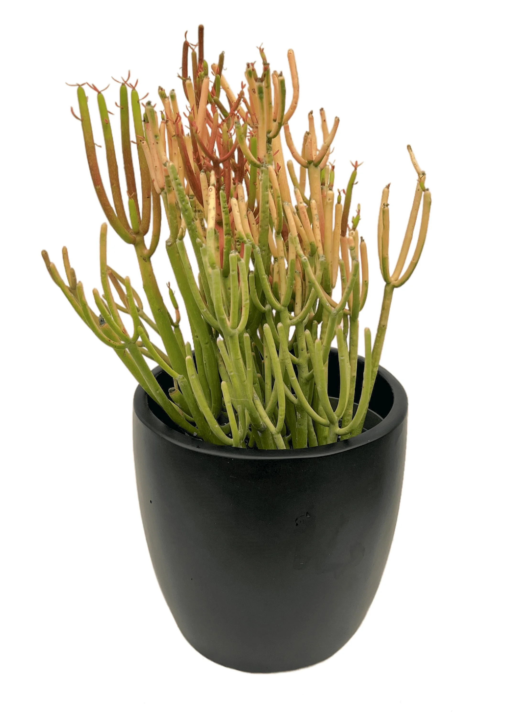 A potted succulent plant with elongated, finger-like green and reddish-brown stems in a black pot.