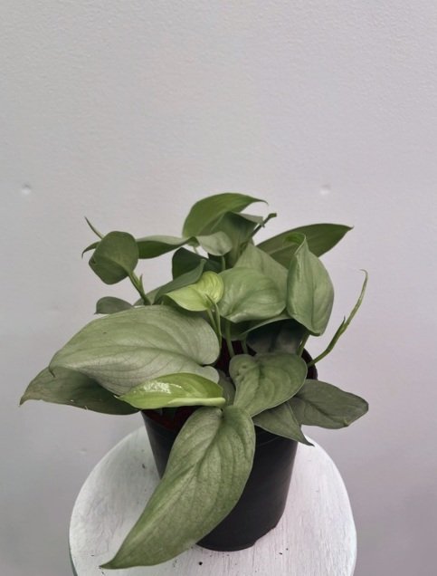 5" Pothos java platinum - 31.39