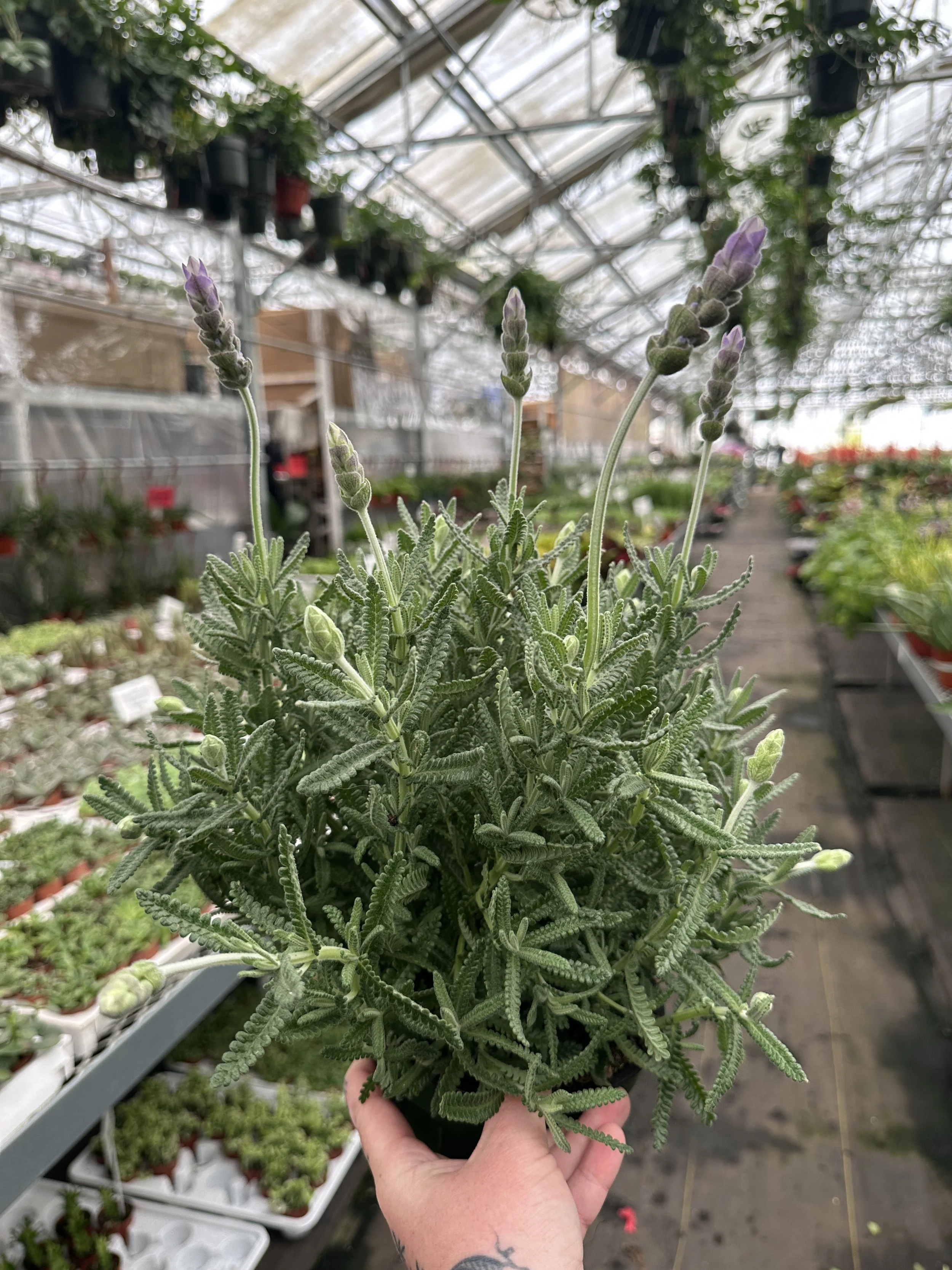 6" lavender French - $10.18