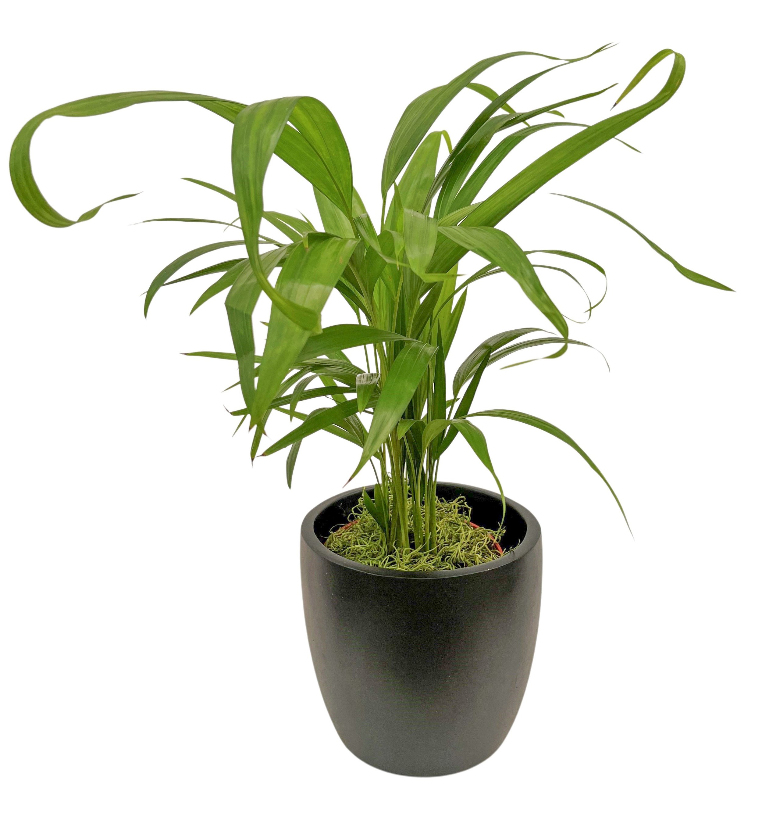 A potted green houseplant with long, narrow leaves in a black container