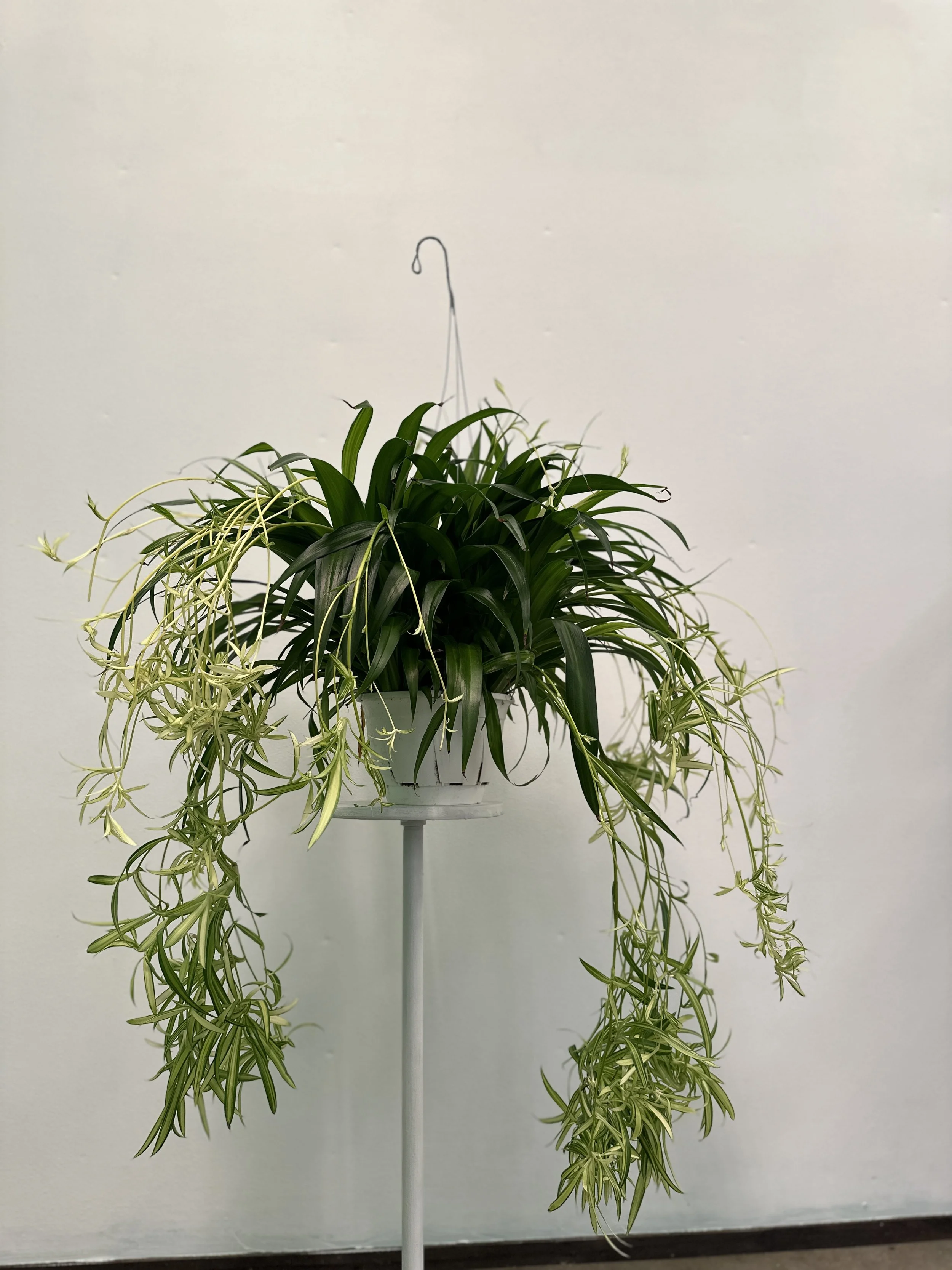 8" spider lemon - $32.51