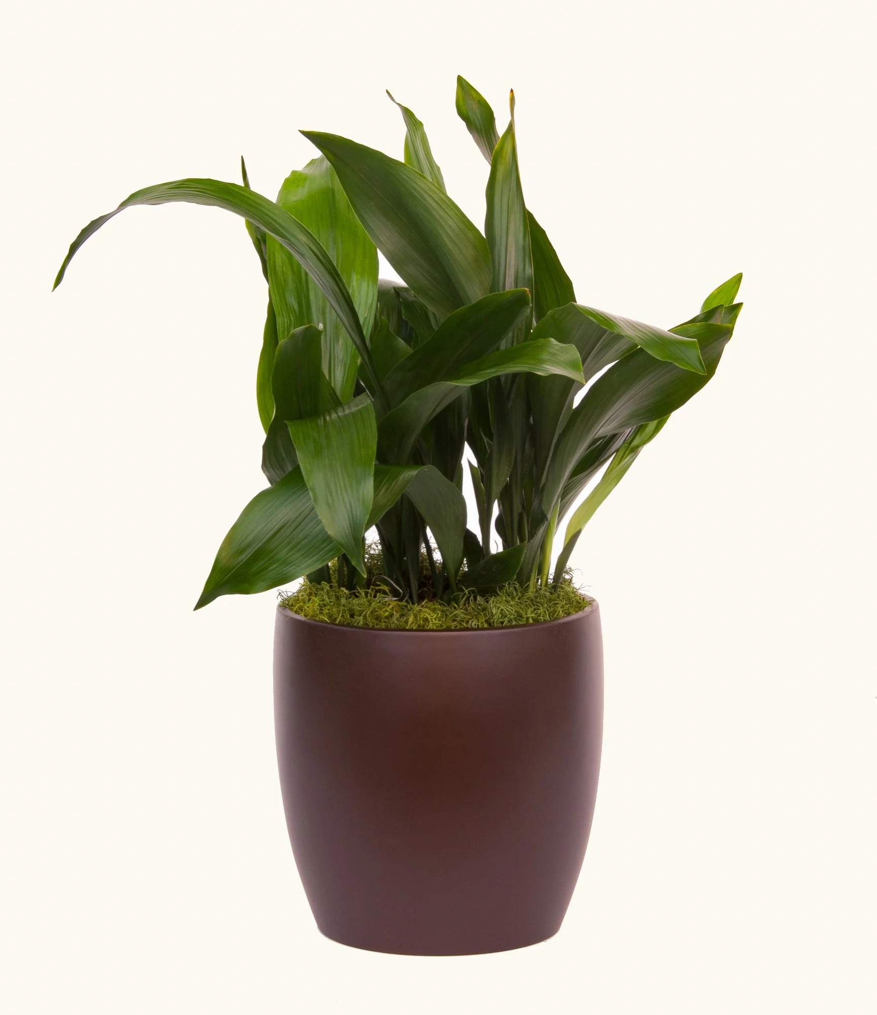 A potted green houseplant with broad leaves in a brown pot.
