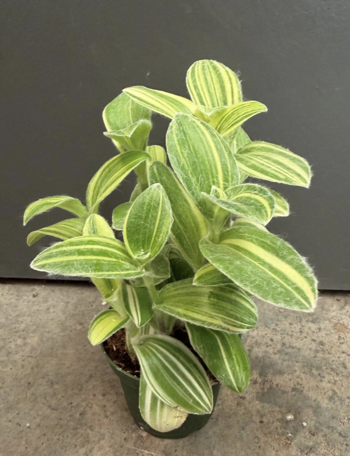 4in Tradescantia Pistachio - $7.88