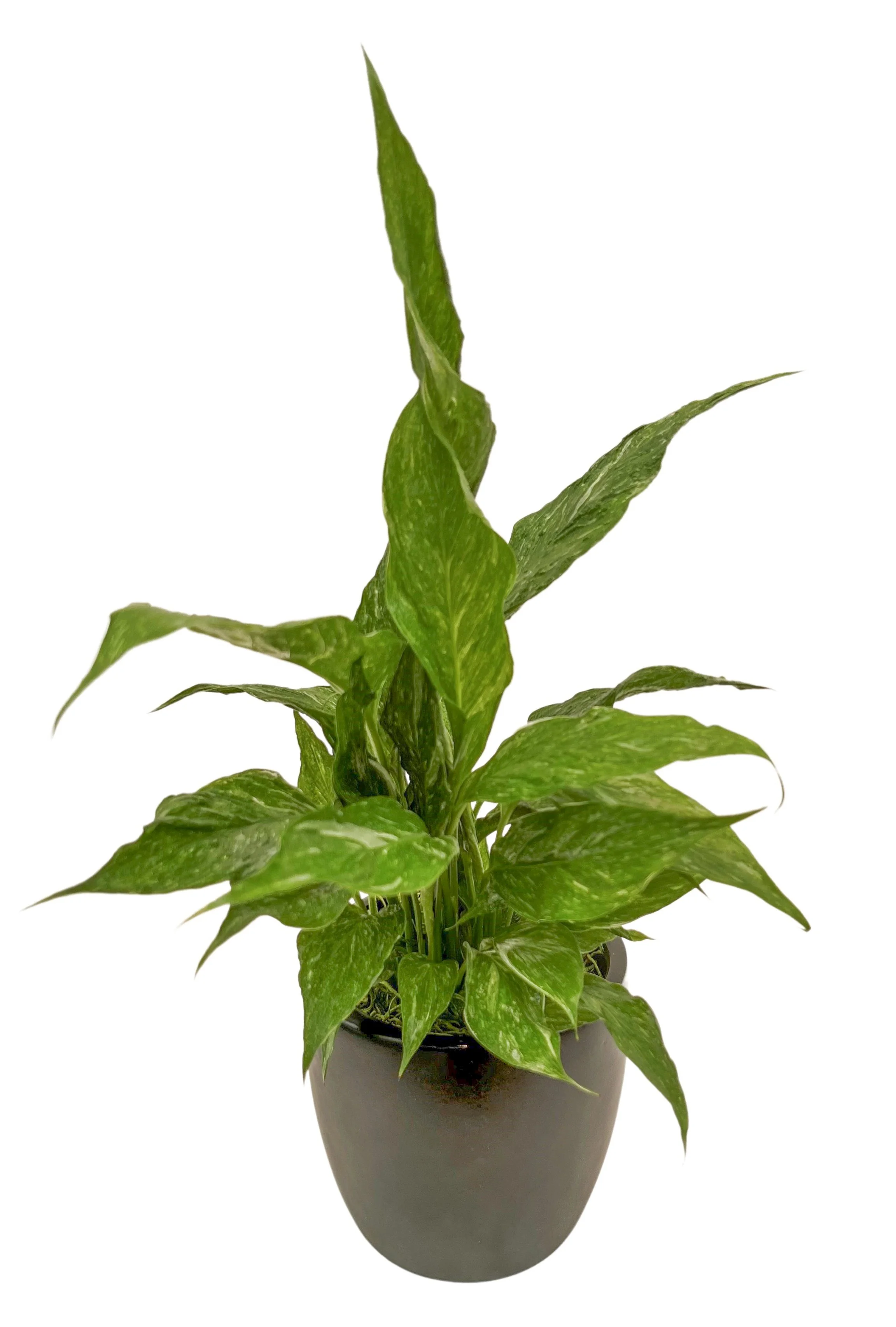 A green variegated pothos plant in a grey pot, isolated on a white background.