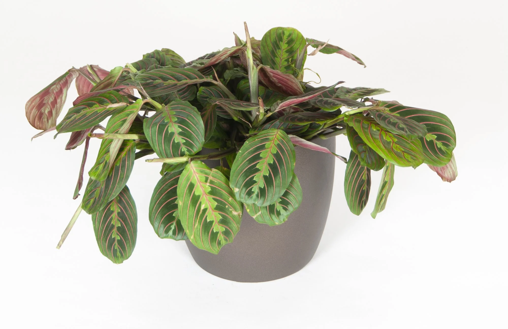 Potted plant with colorful green and pink striped leaves on a white background.