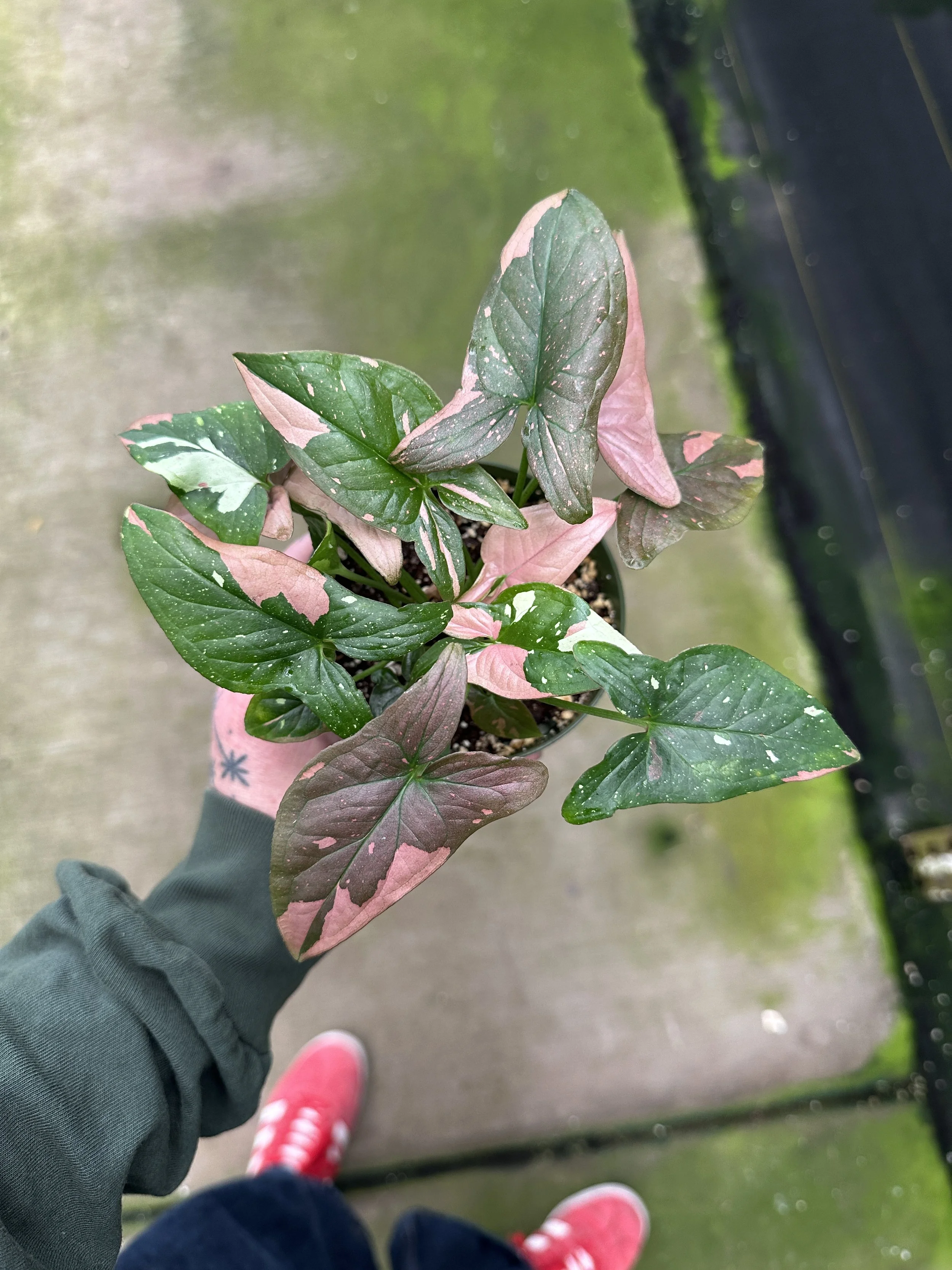 4" syngonium red spot tricolor - $50