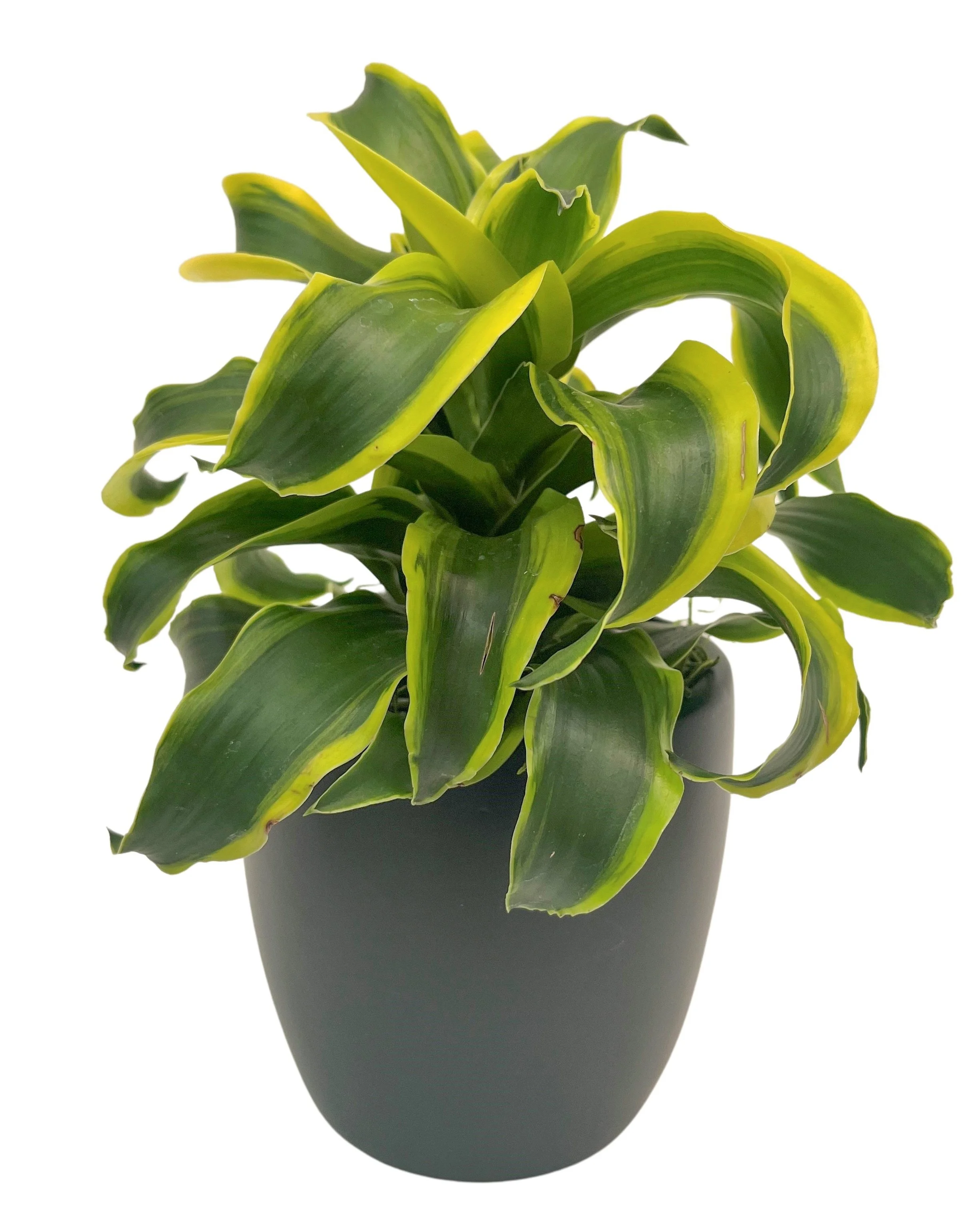 A potted variegated dracaena plant with green and yellow leaves against a white background.