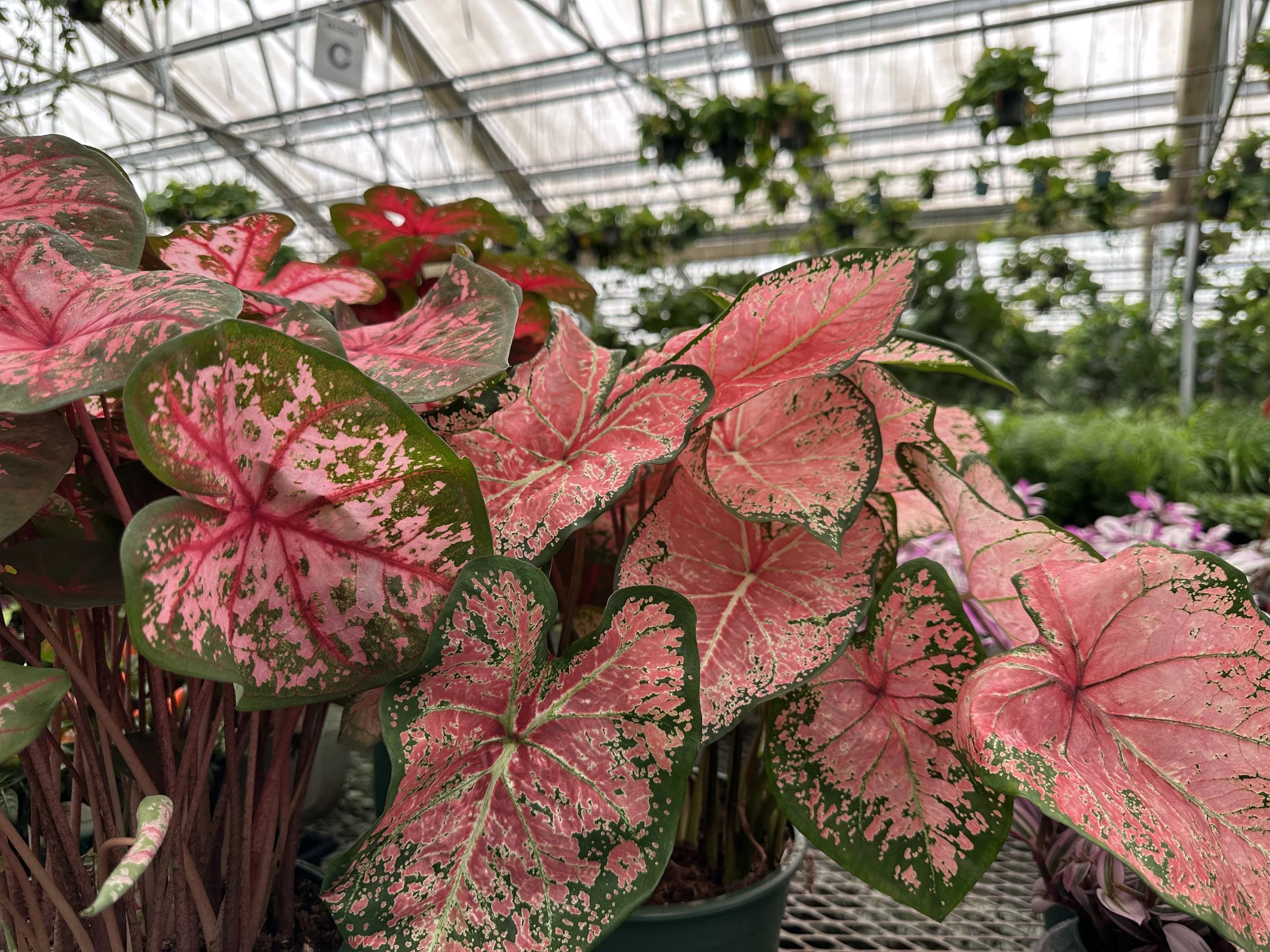 8" assorted caladium - $27.83