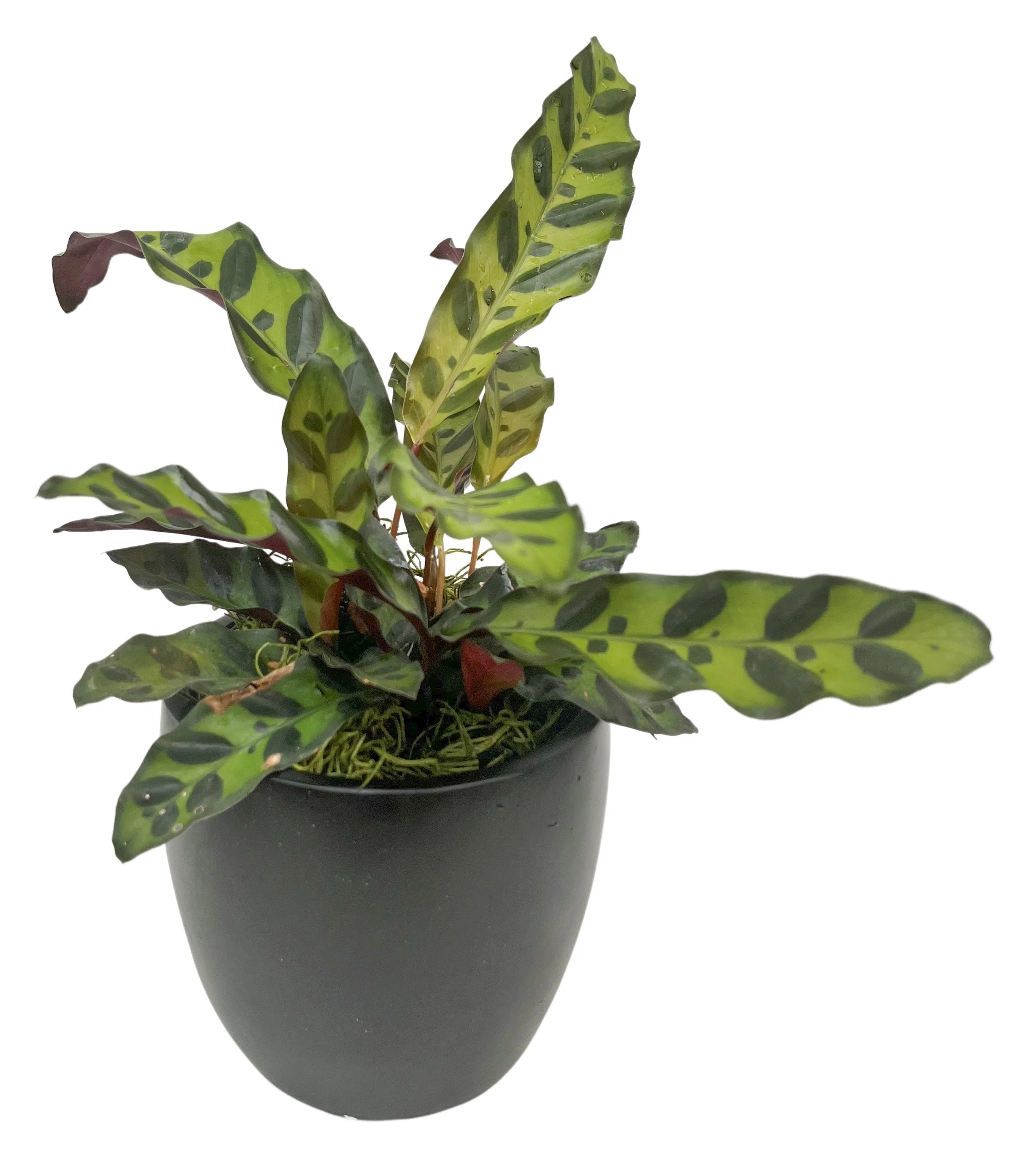 Indoor houseplant with green and dark green patterned leaves in a black pot.