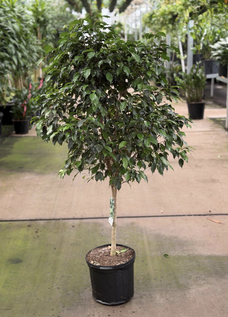 12in Ficus Midnight Standard 5' - $87.29