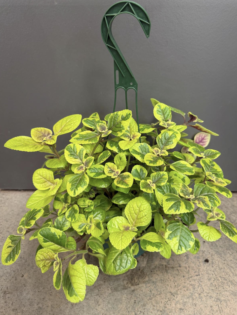 6in Plectranthus Guacomole - $14.65