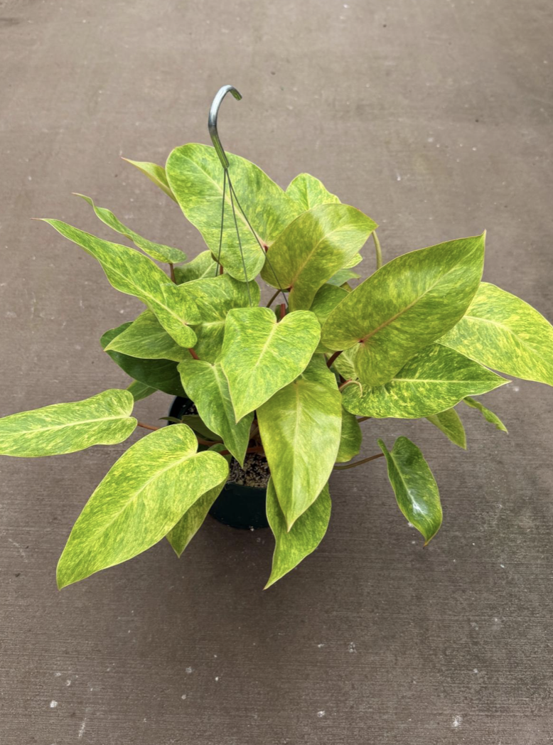 8in Philodendron Painted Lady - $30