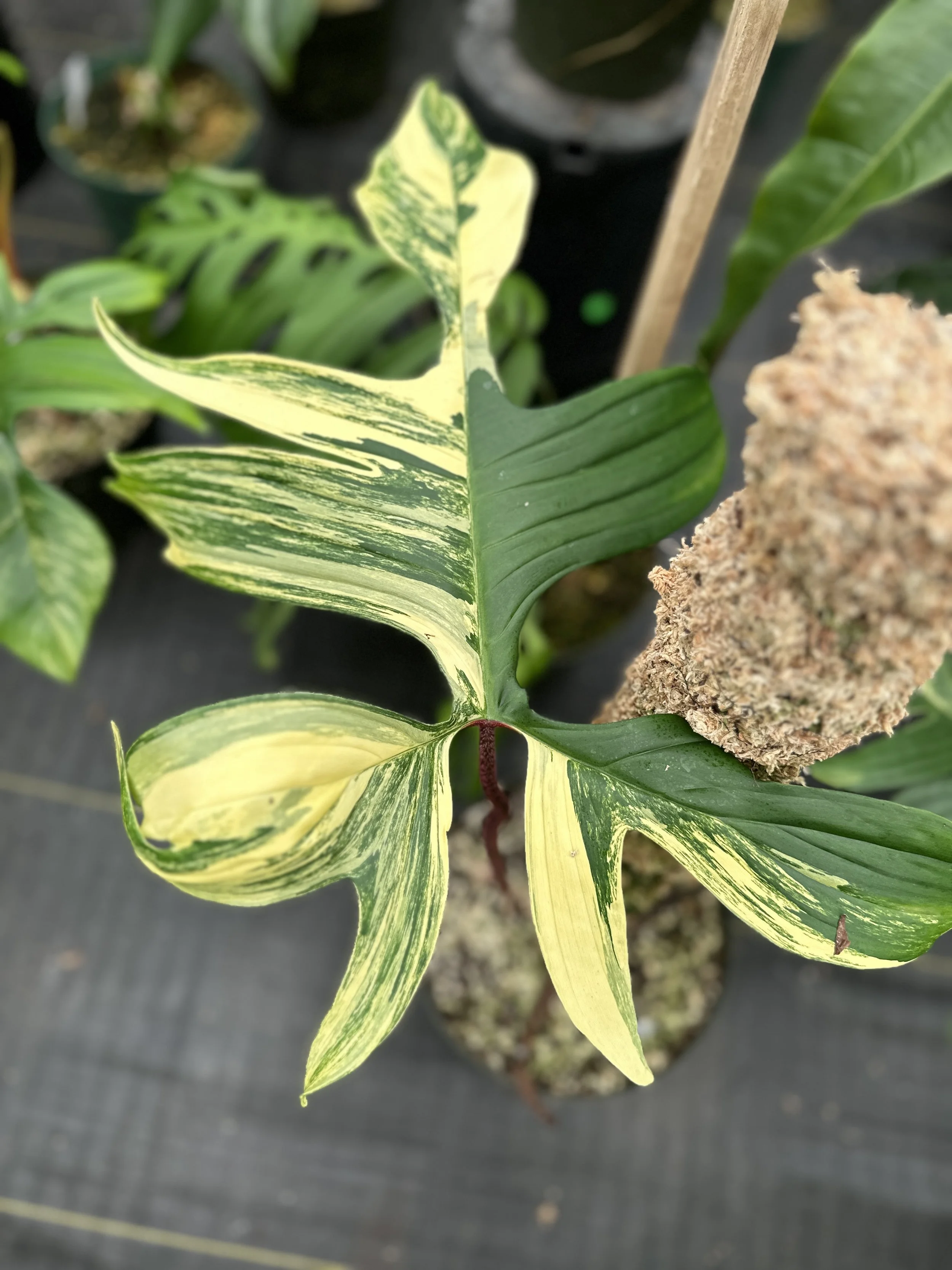 Close-up of a variegated leaf with green and yellow streaks, attached to a plant. In the background, there are other potted plants and a wooden stake.
