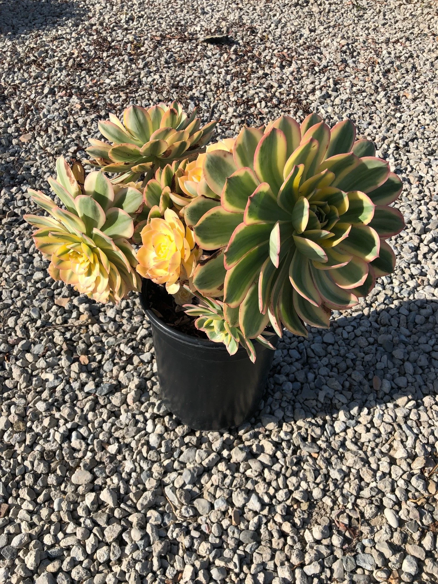 A potted succulent plant with thick, green leaves with pinkish edges, sitting on a gravel surface outdoors.