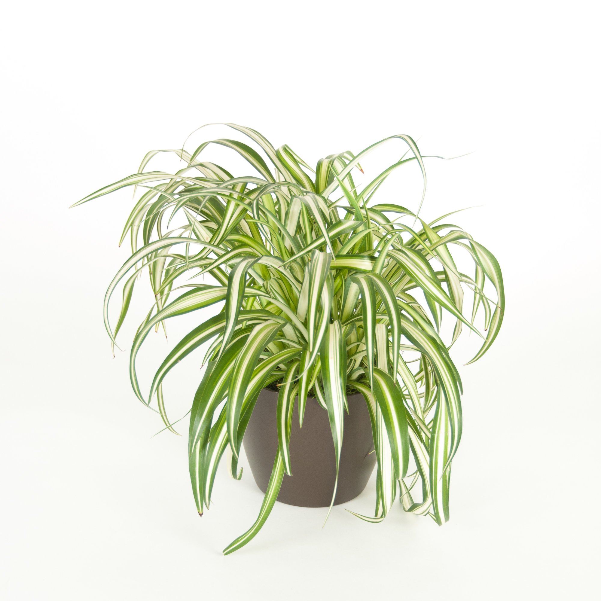 A potted variegated spider plant with long, narrow, green and white-striped leaves against a white background.