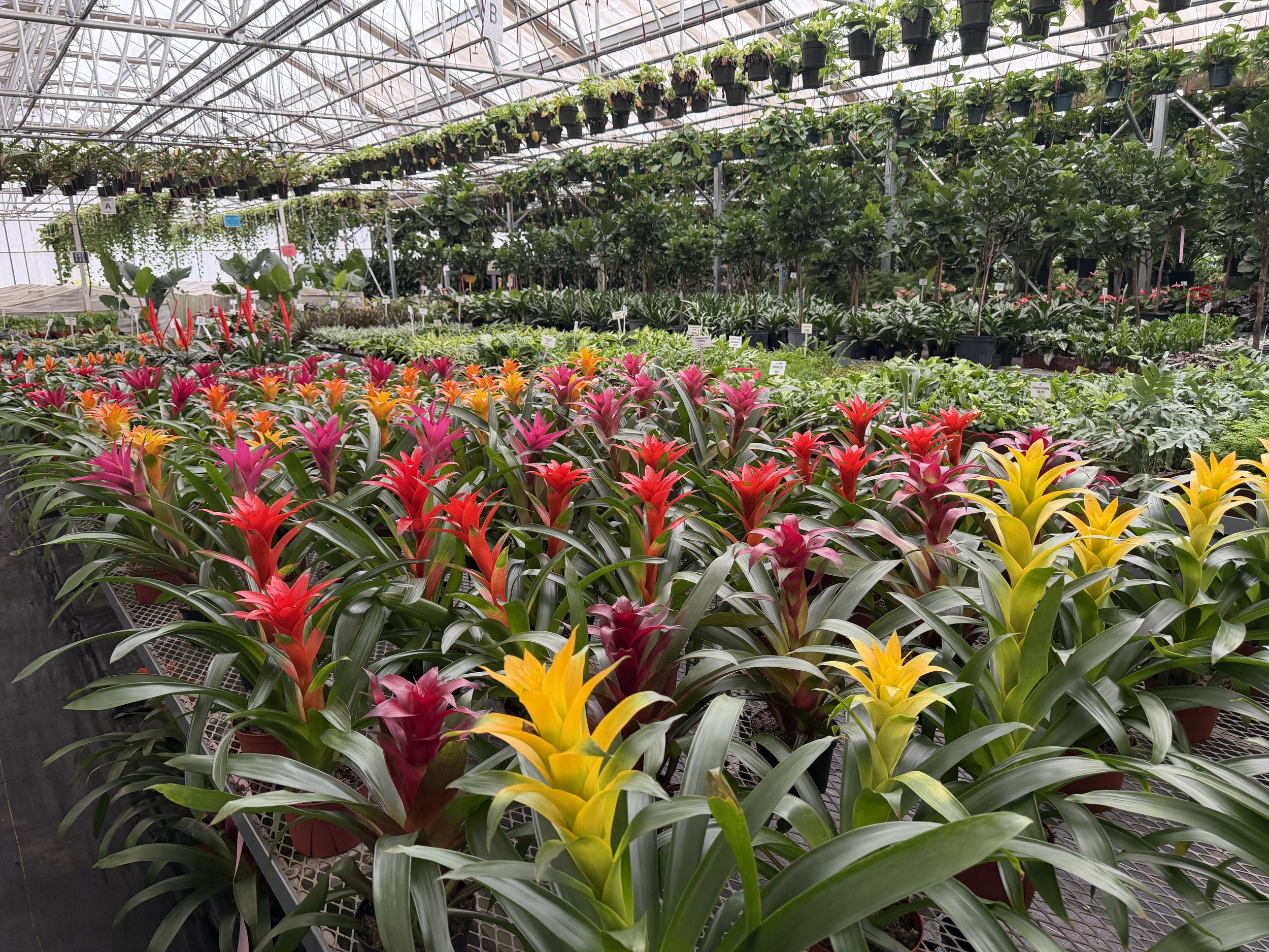 Colorful flowers in a greenhouse with various green plants and hanging pots.
