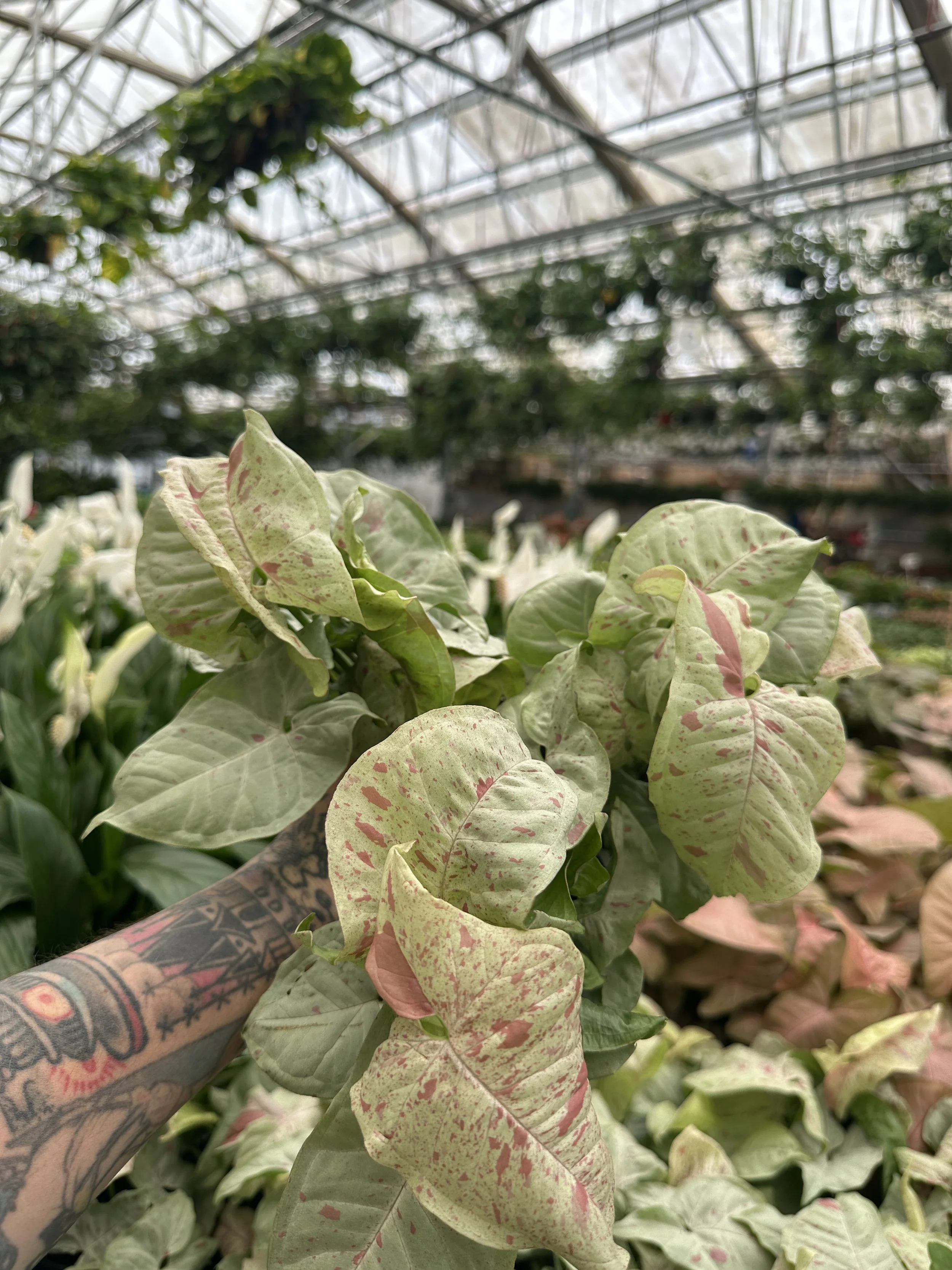 4" syngonium milk confetti - $5.64