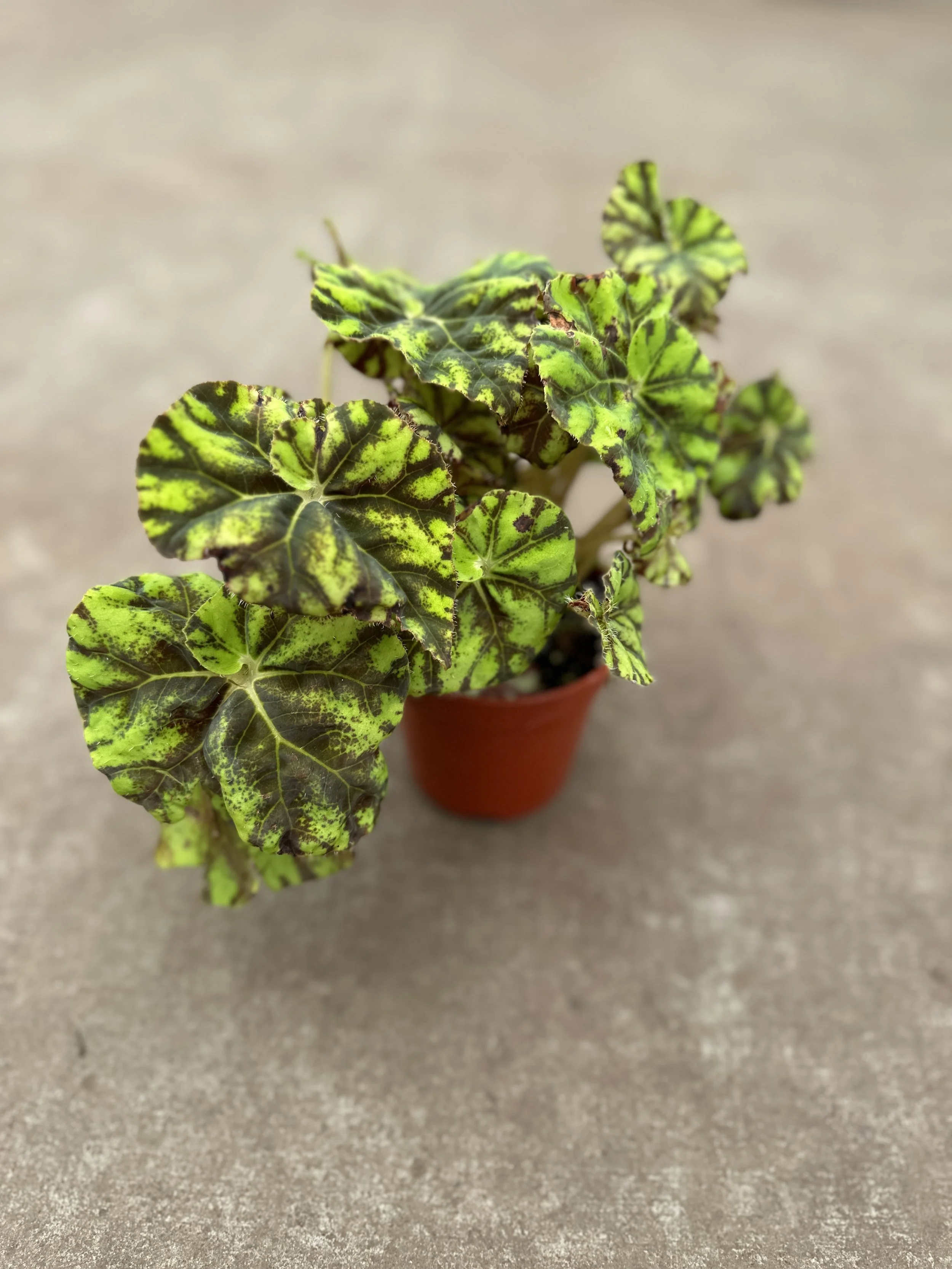 4" begonia rex zumba - $10.18