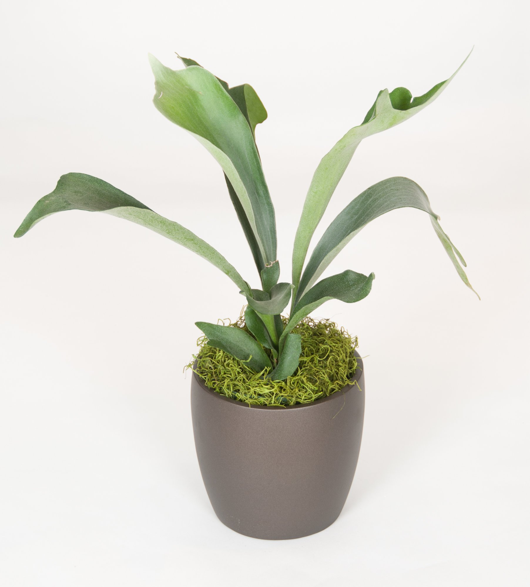 A potted plant with green leaves and moss at the base against a plain white background.