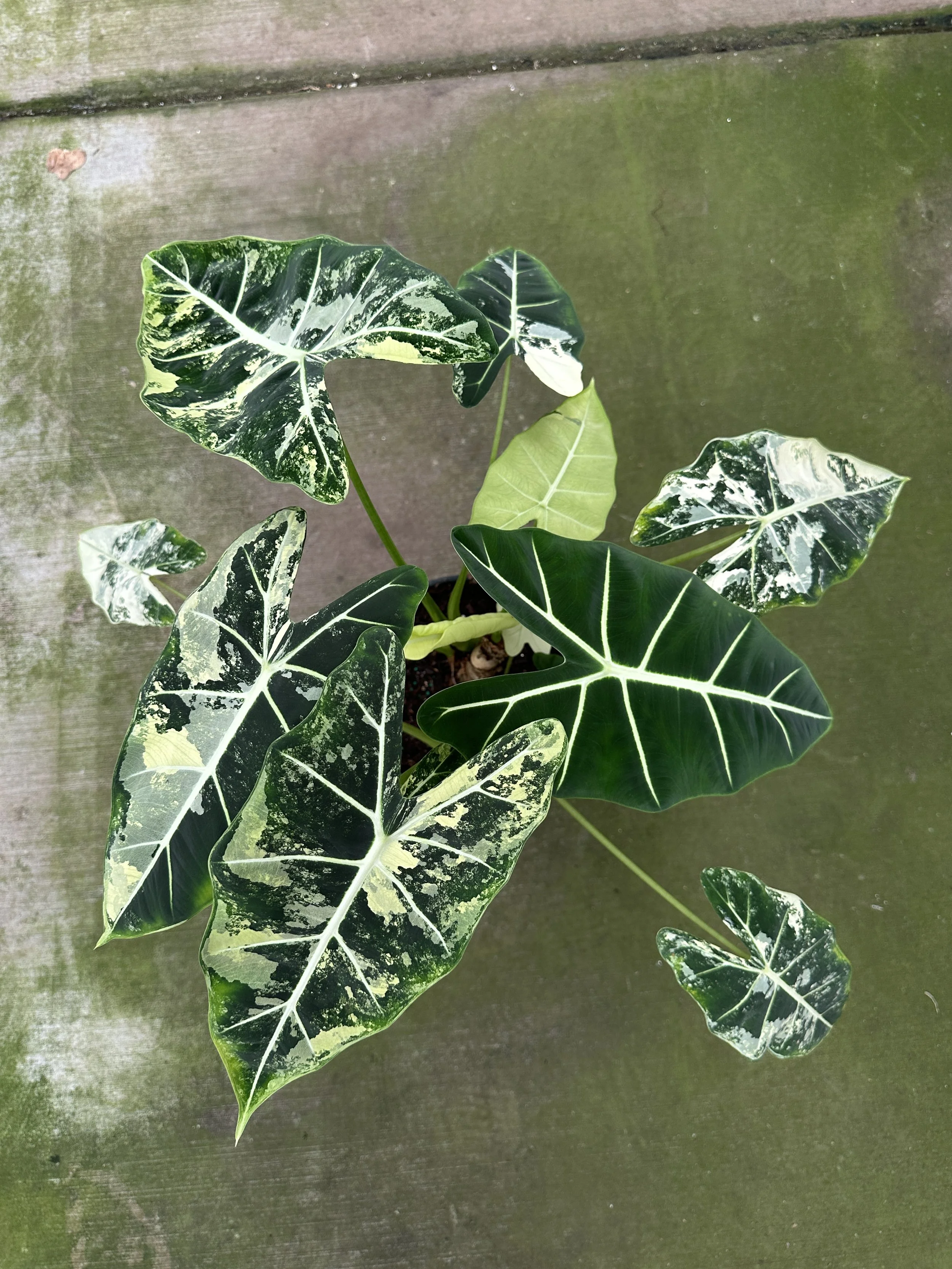 8" alocasia frydek variegated - $65