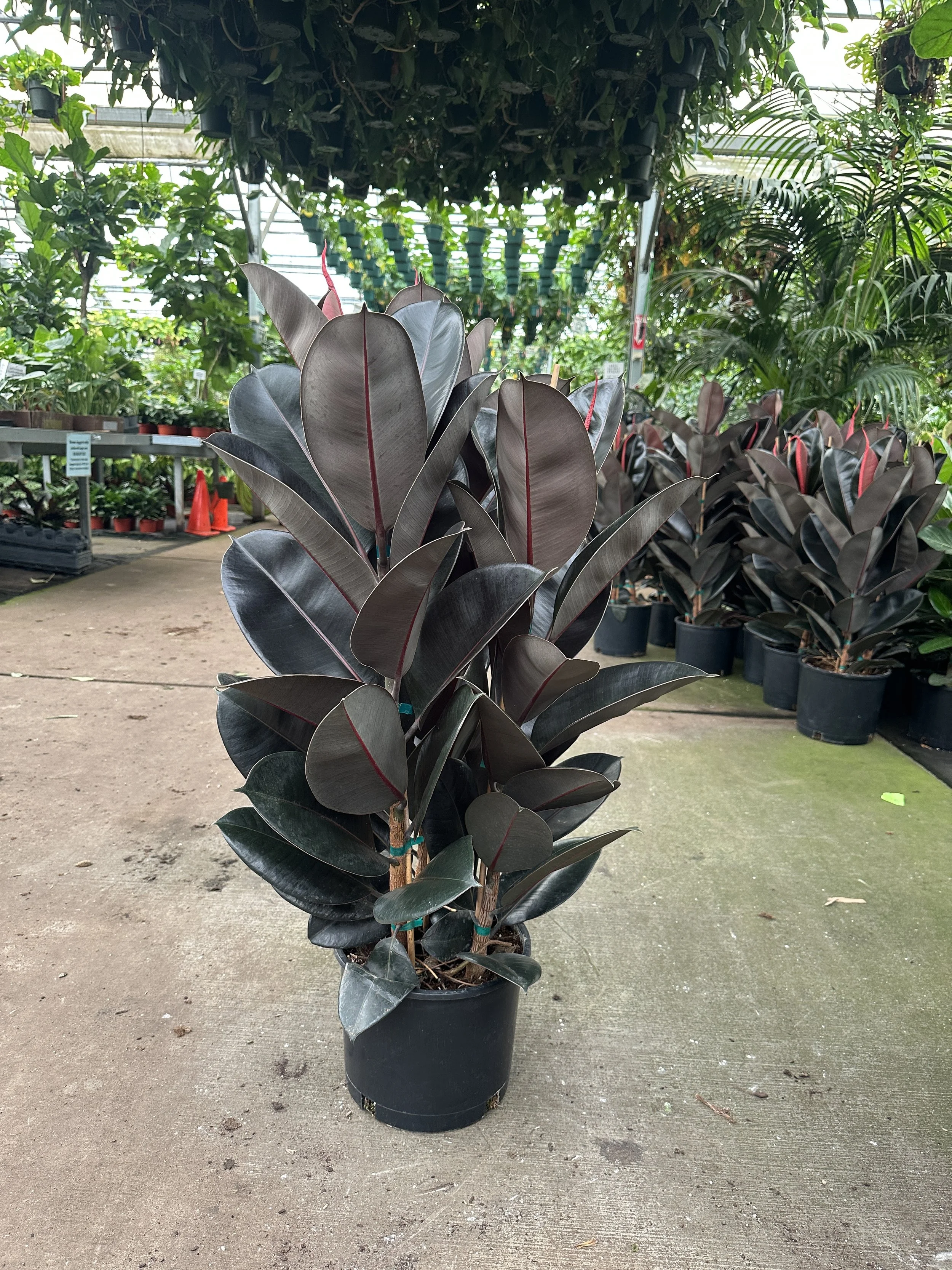 10" ficus decora burgundy - $36.64