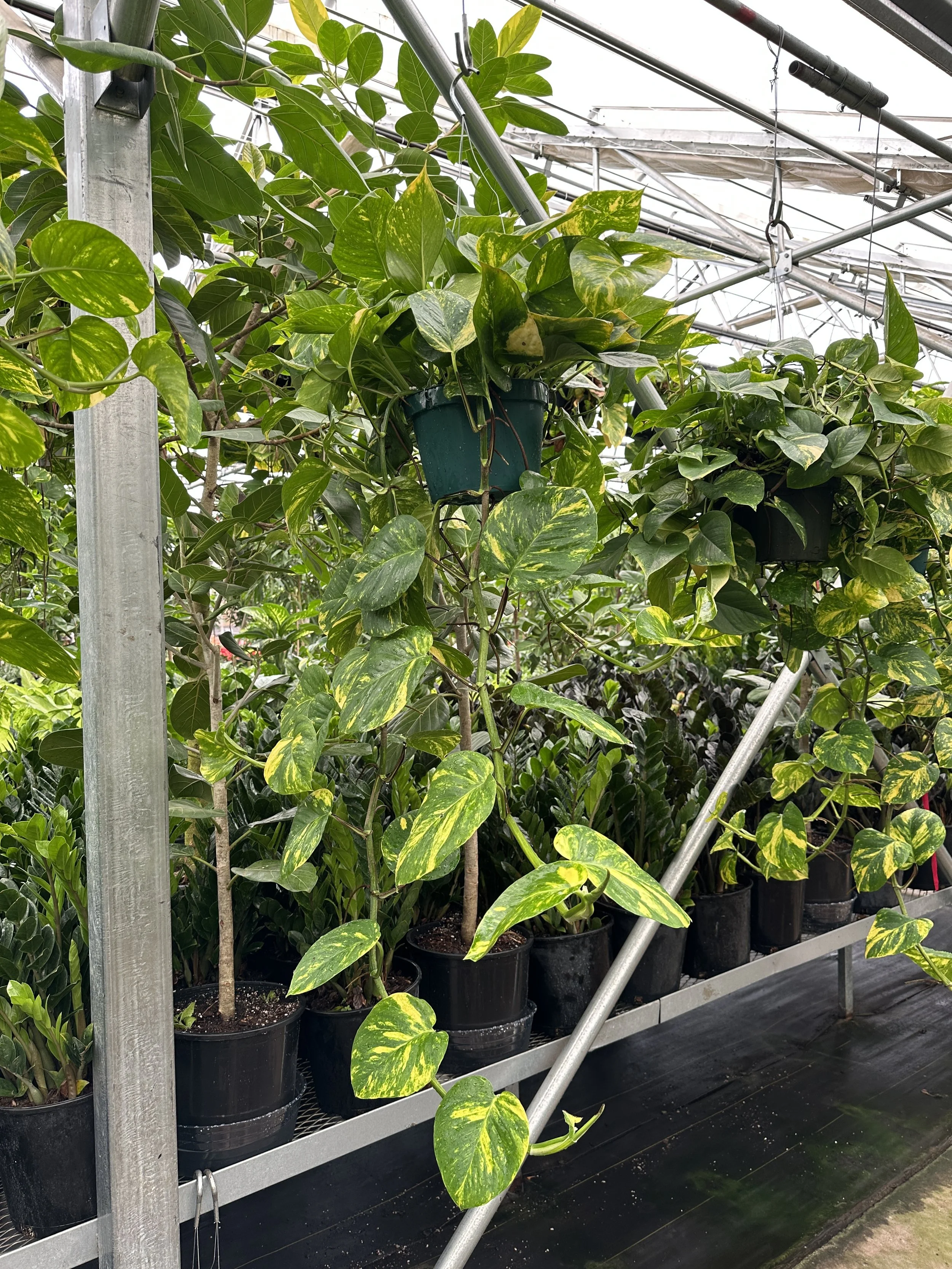 8" pothos golden big leaf - $39.24