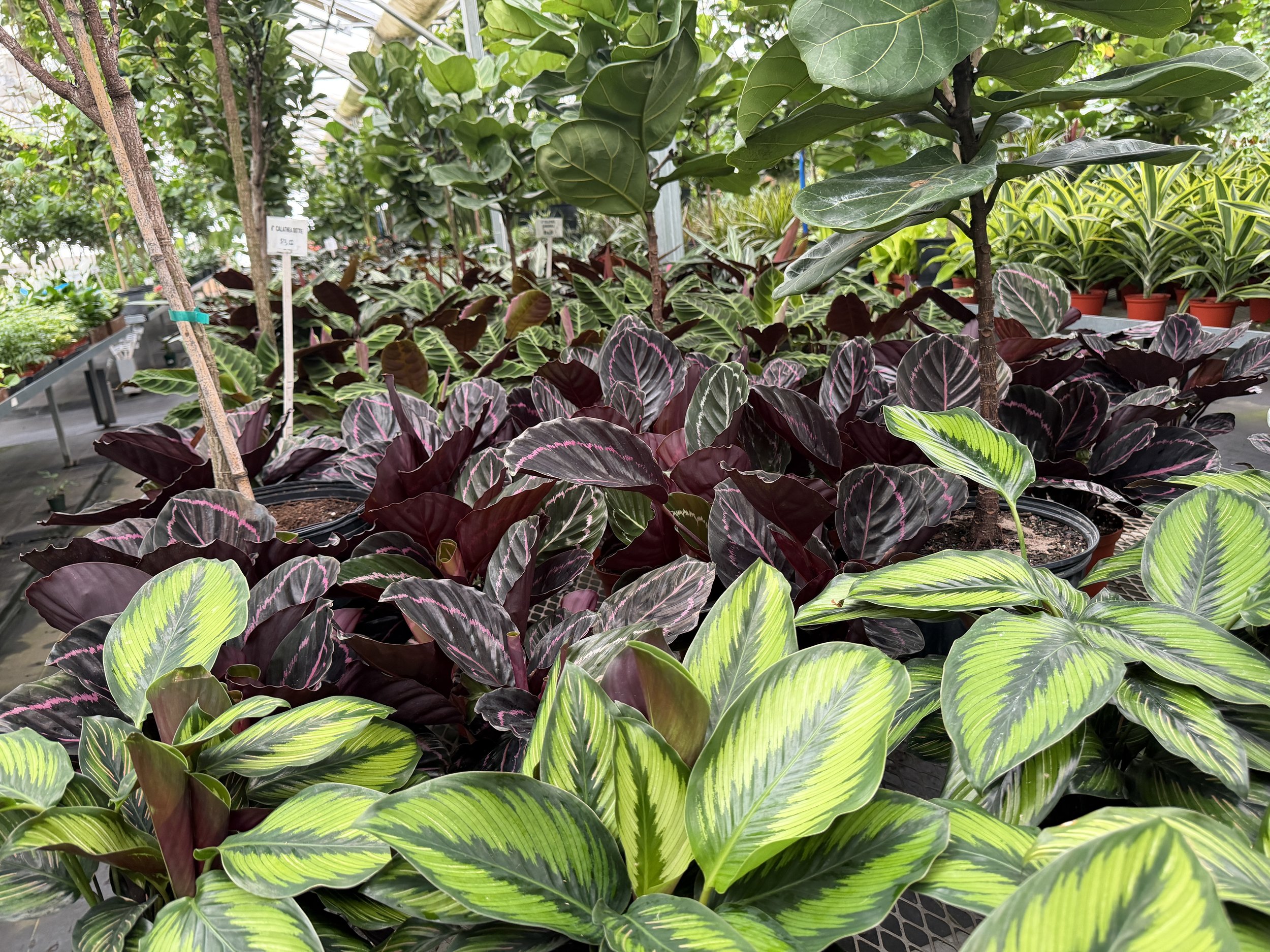 Various plants with large green and variegated leaves displayed in pots inside a greenhouse.
