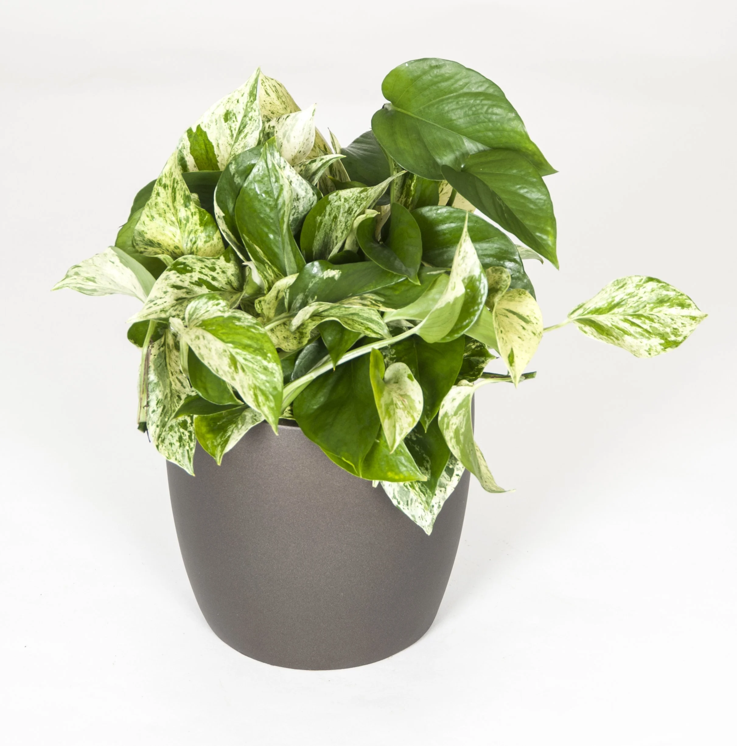 A potted houseplant with variegated green and white leaves against a white background.