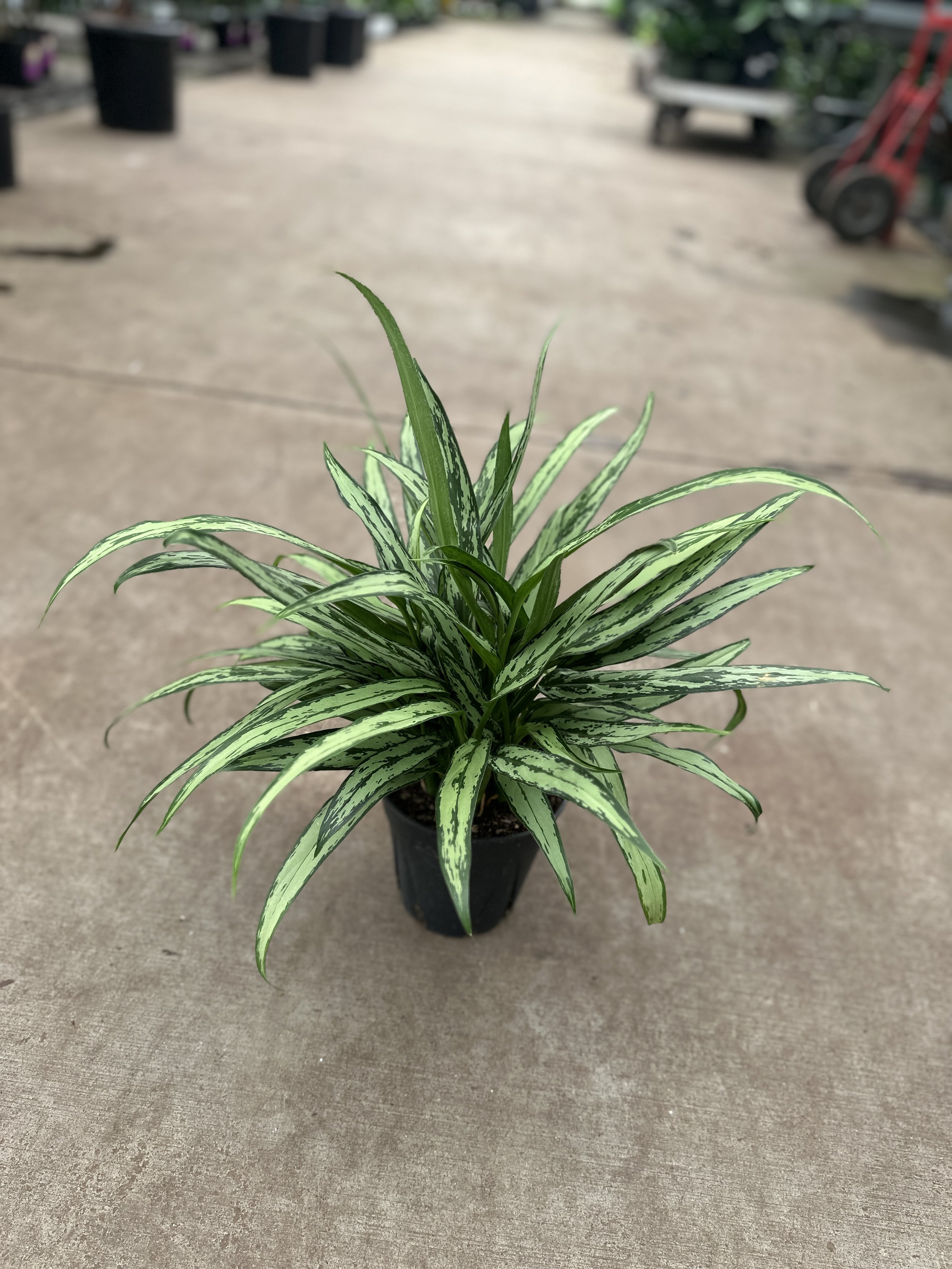6" aglaonema cutlass - $14.59