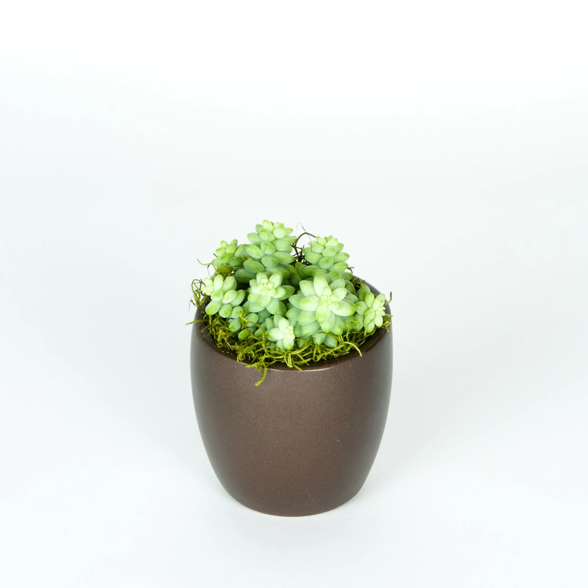A black pot with a green succulent plant inside, set against a light background.