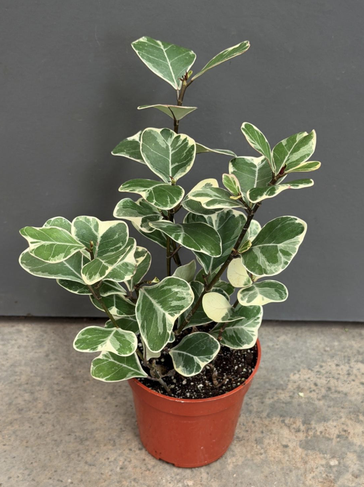 4in Ficus Triangularis Variegata - $10.80