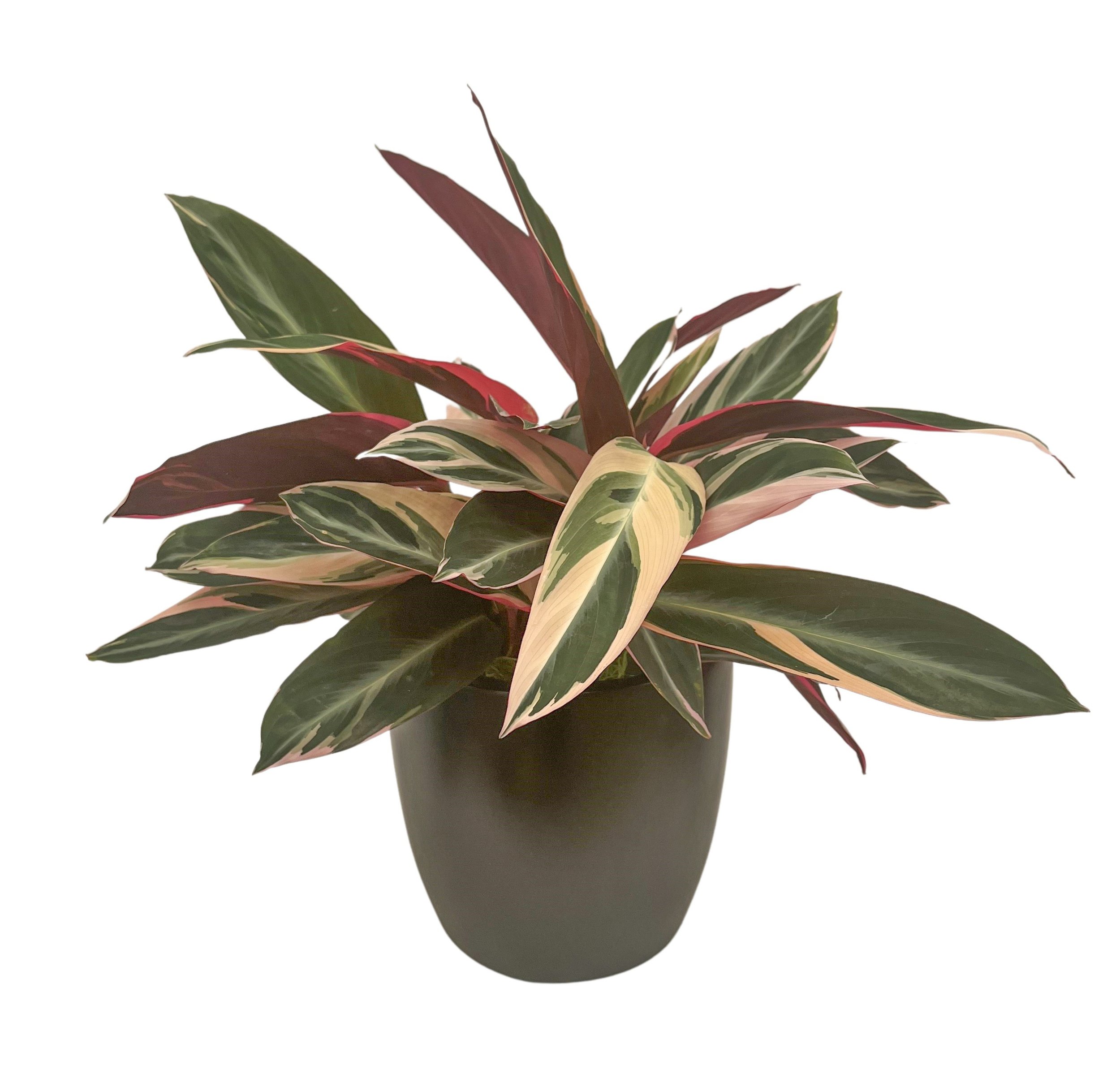 Potted plant with variegated green, cream, and red leaves on white background.