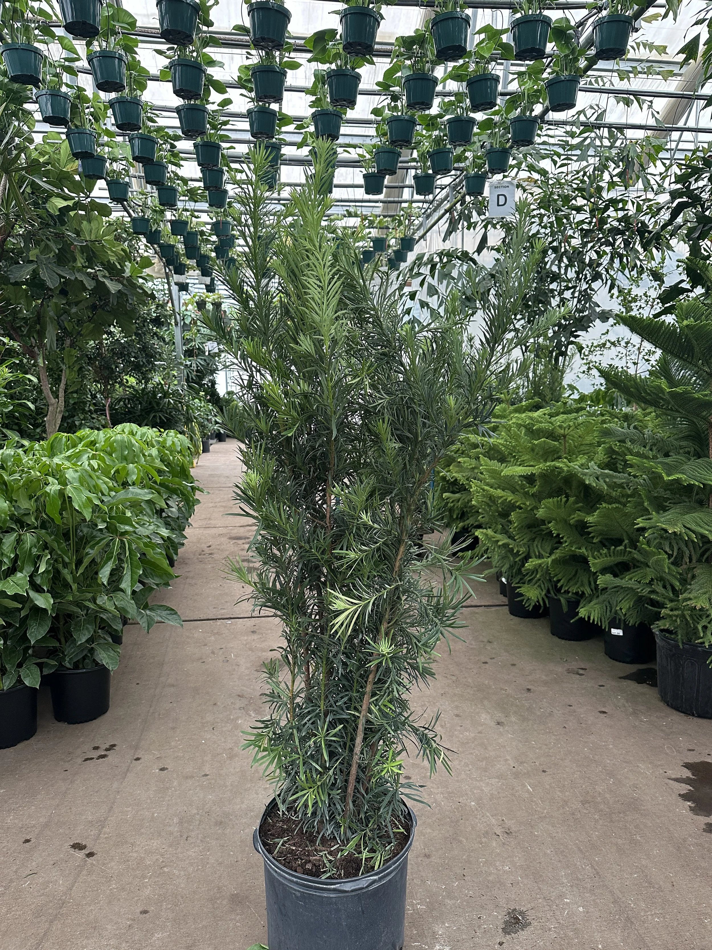 14" podocarpus 5'-6' - $116.27