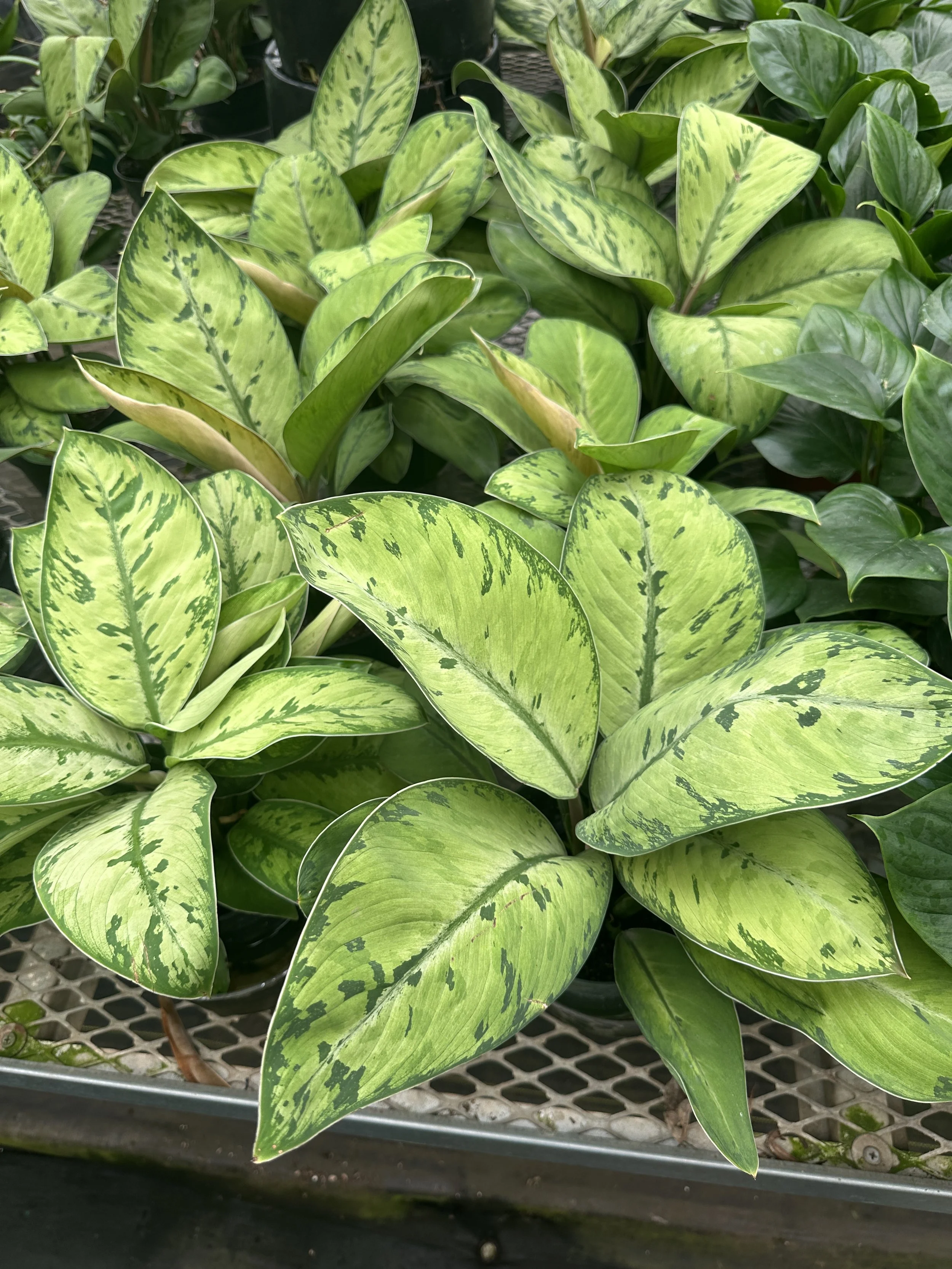 6" homalomena selby - $14.53