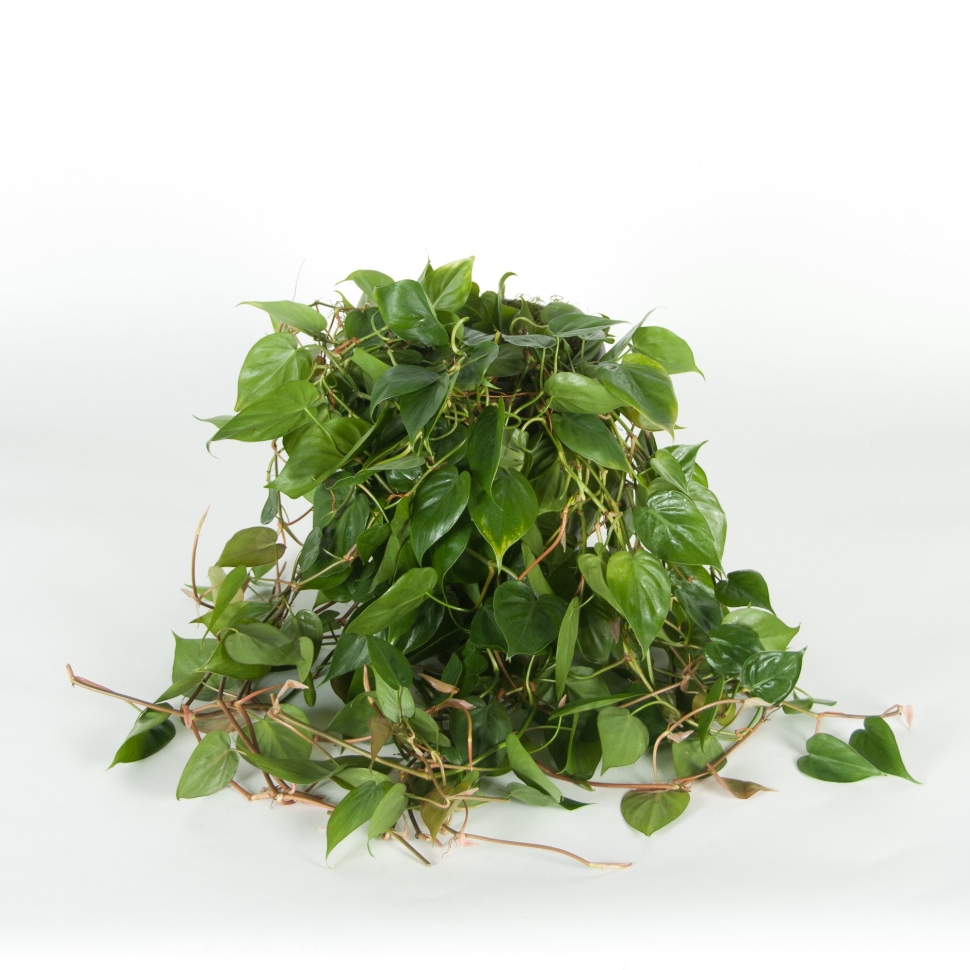 A cluster of green, leafy houseplants with heart-shaped leaves on a white background.