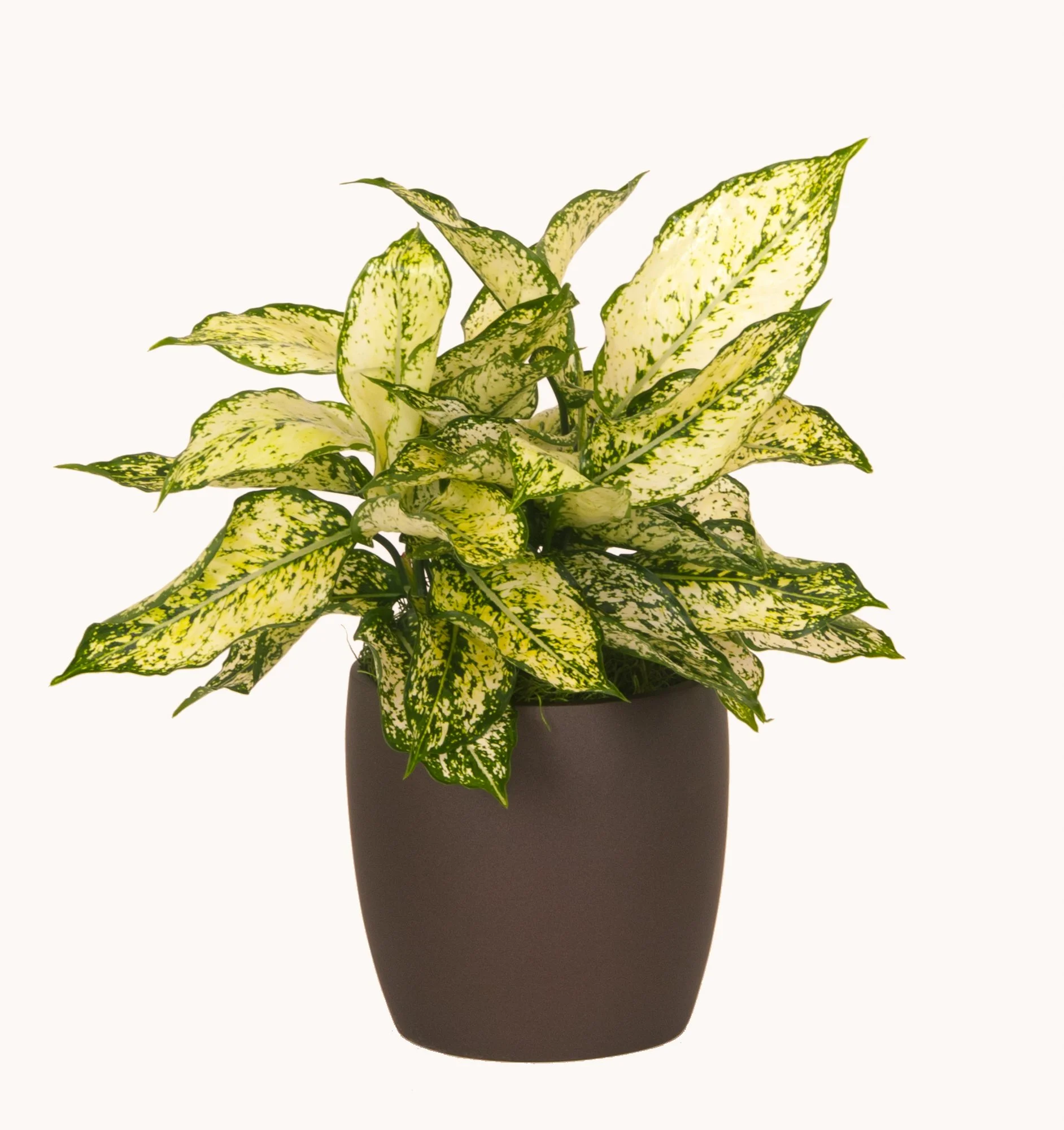 A potted plant with large variegated green and yellow leaves in a matte gray pot.