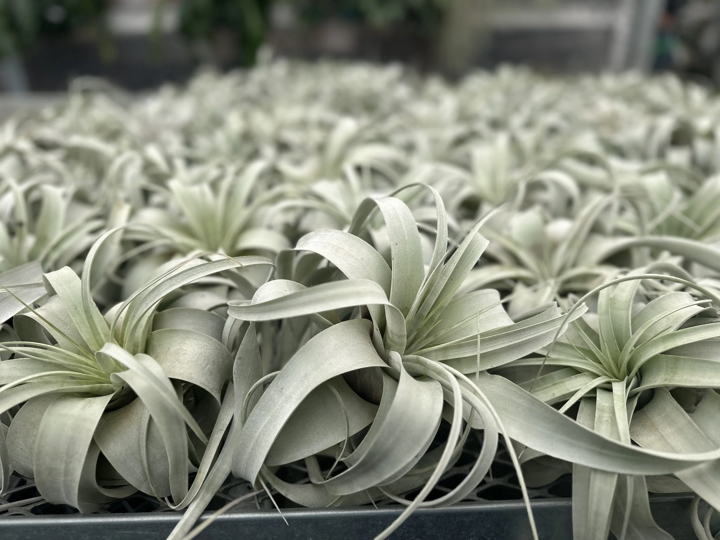 tillandsia xerographica - $20