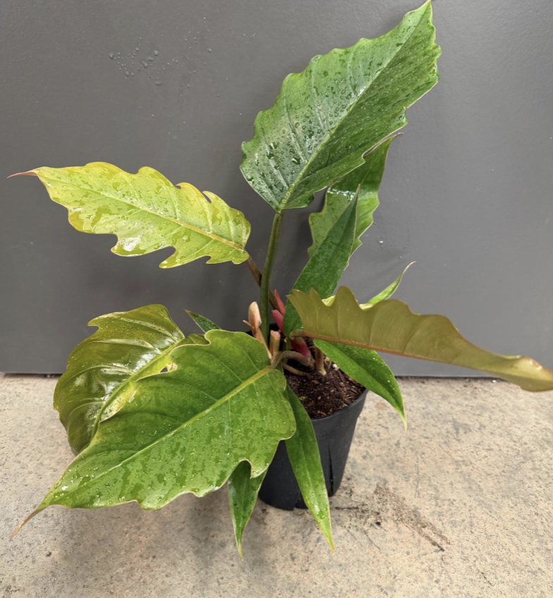 6in Philodendron Carmel Pluto - $28