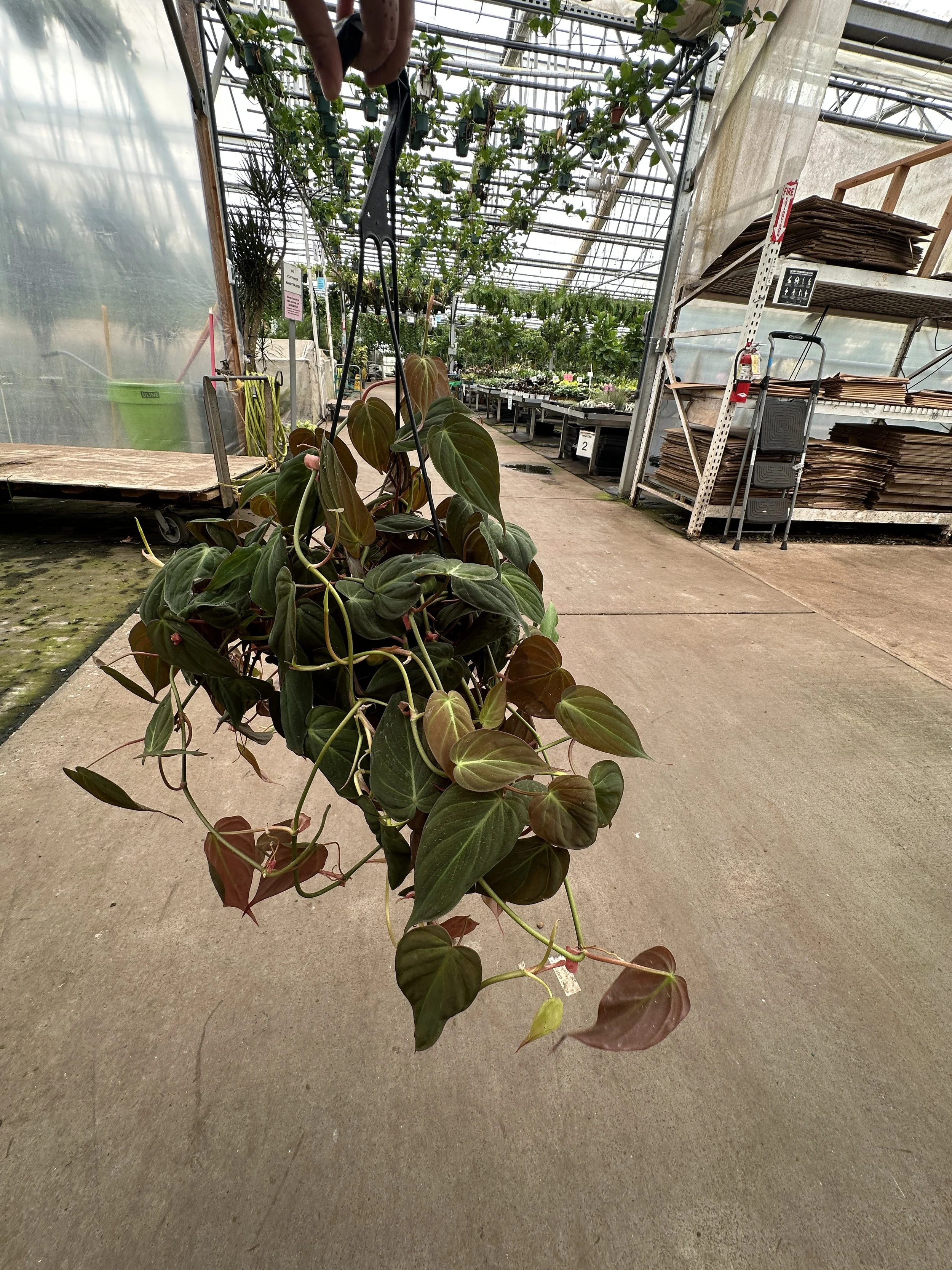 8" philodendron micans- $27.61