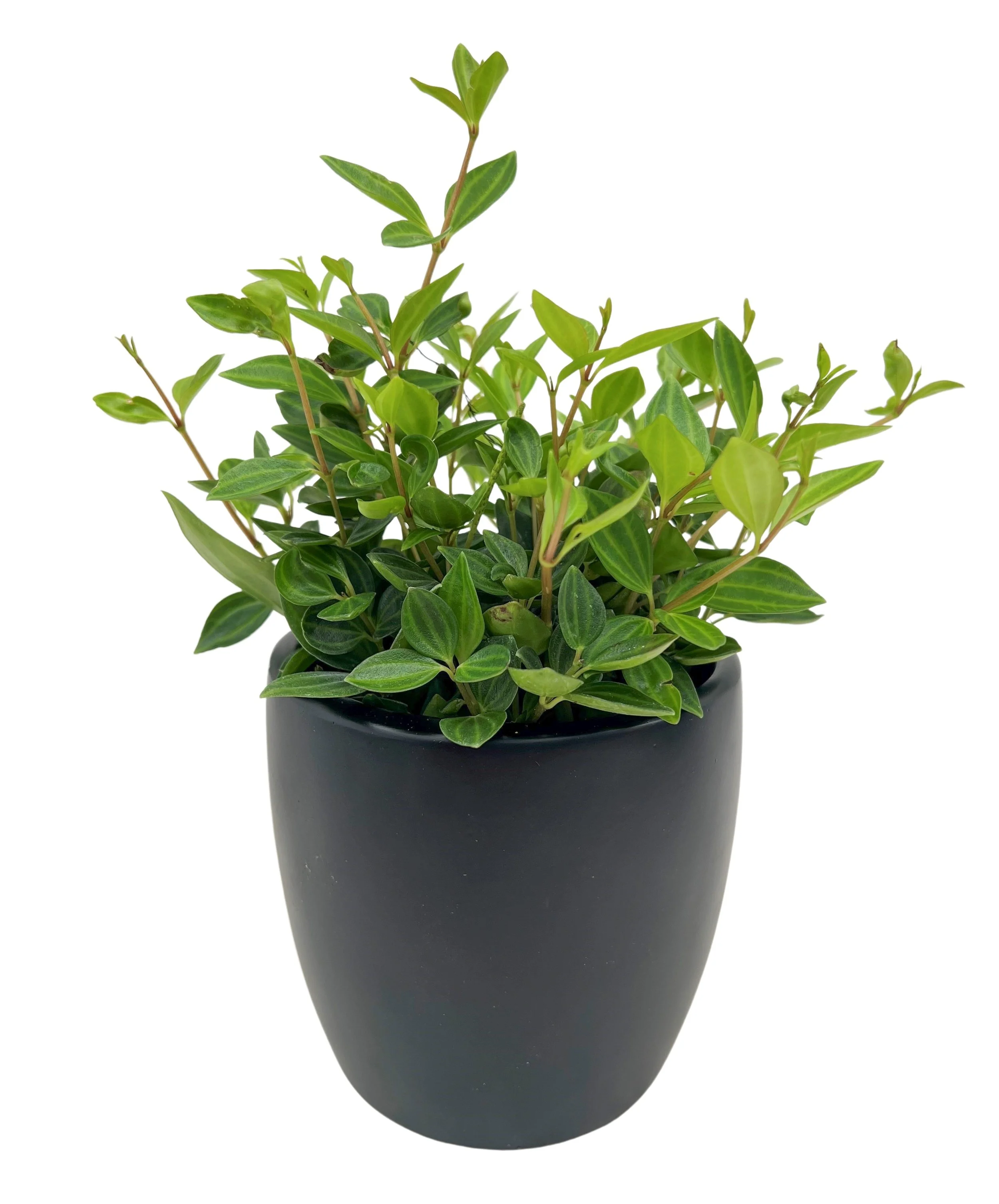 Indoor green houseplant in black pot with variegated green and yellow leaves