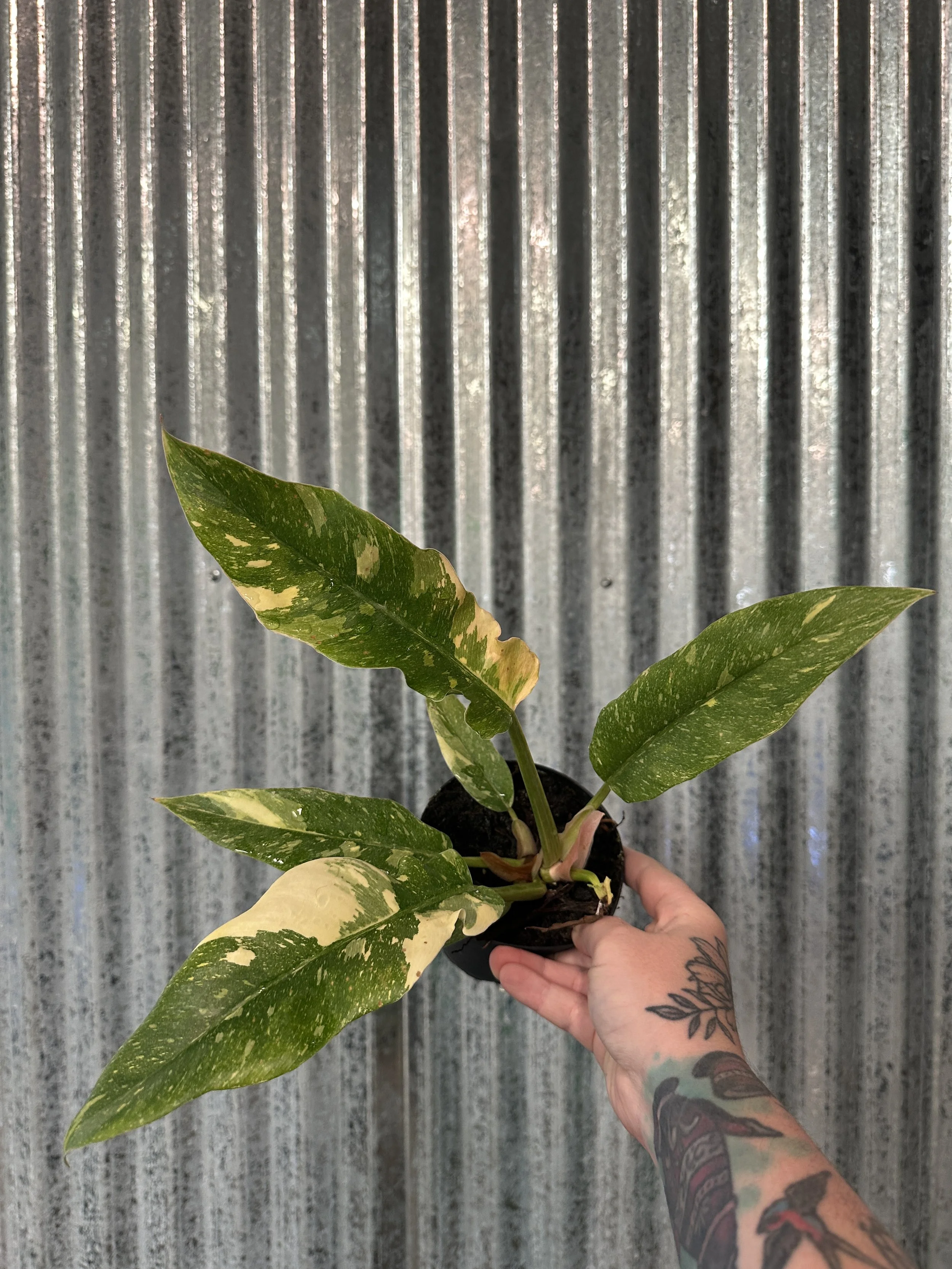 4" philodendron ring of fire - $23.53