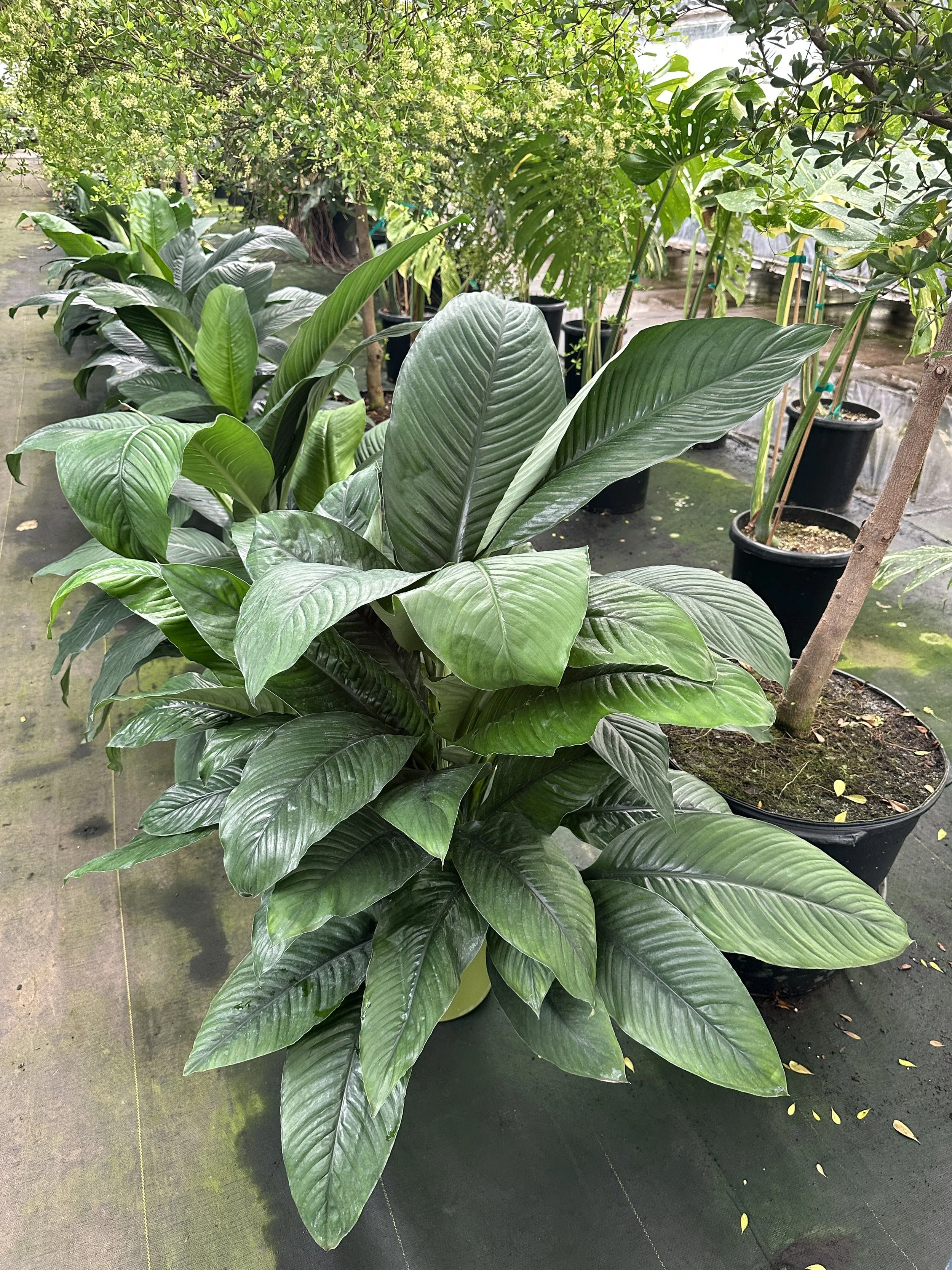 10" spath sensation - $44.78