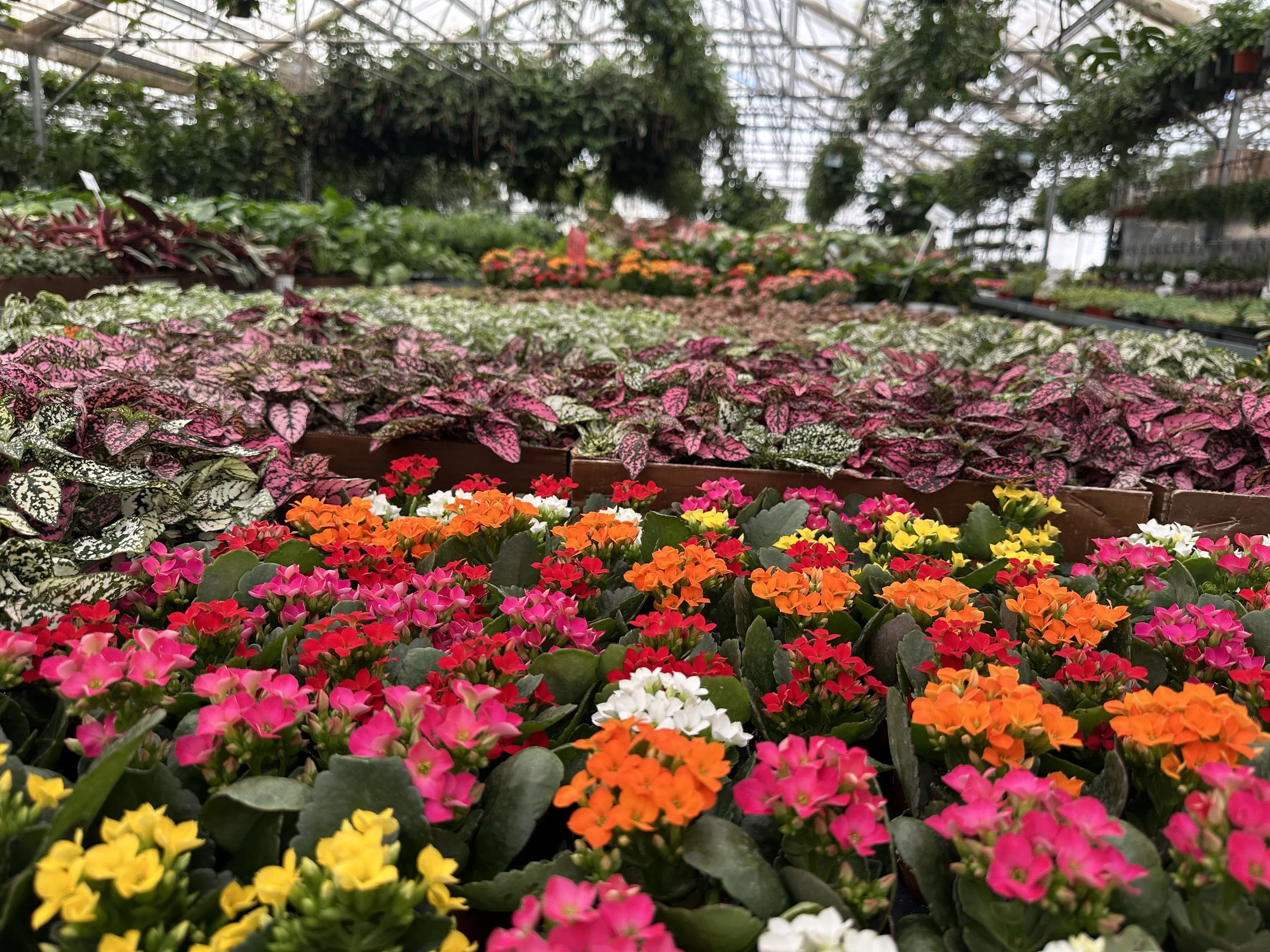 2" kalanchoe - $2.51